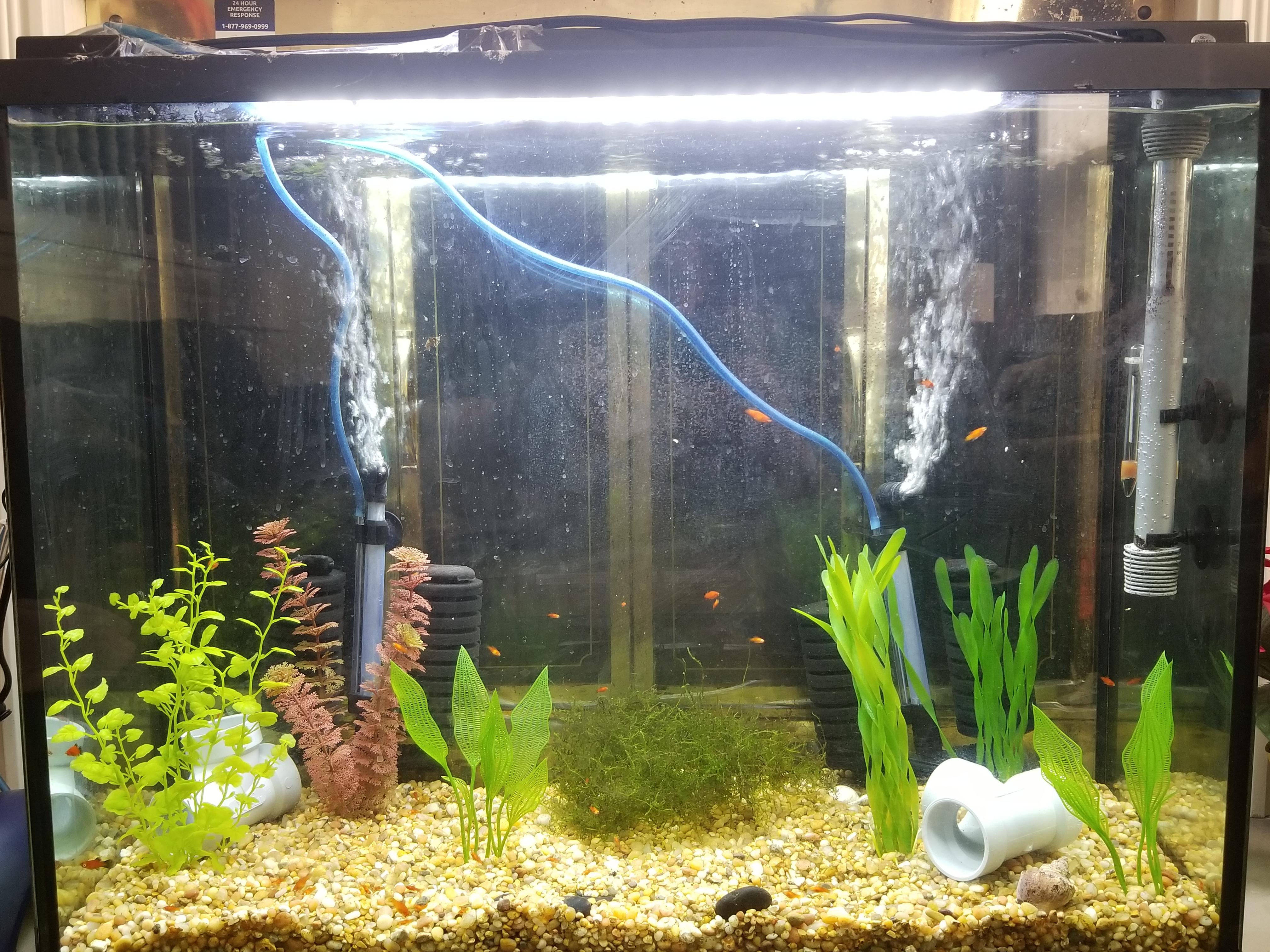 My 37 gallon fry tank r/Aquariums