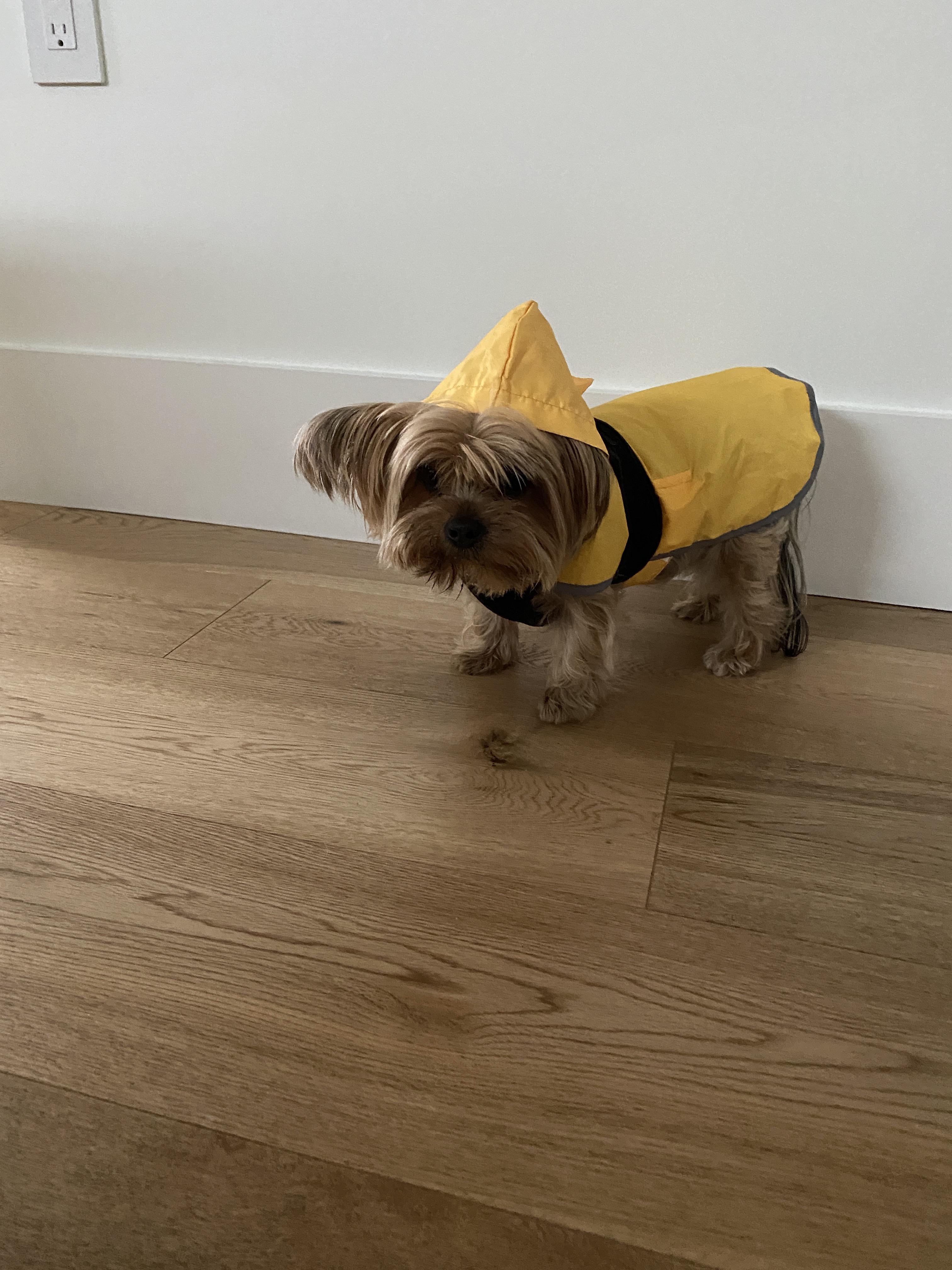 Rain rain r/Yorkies