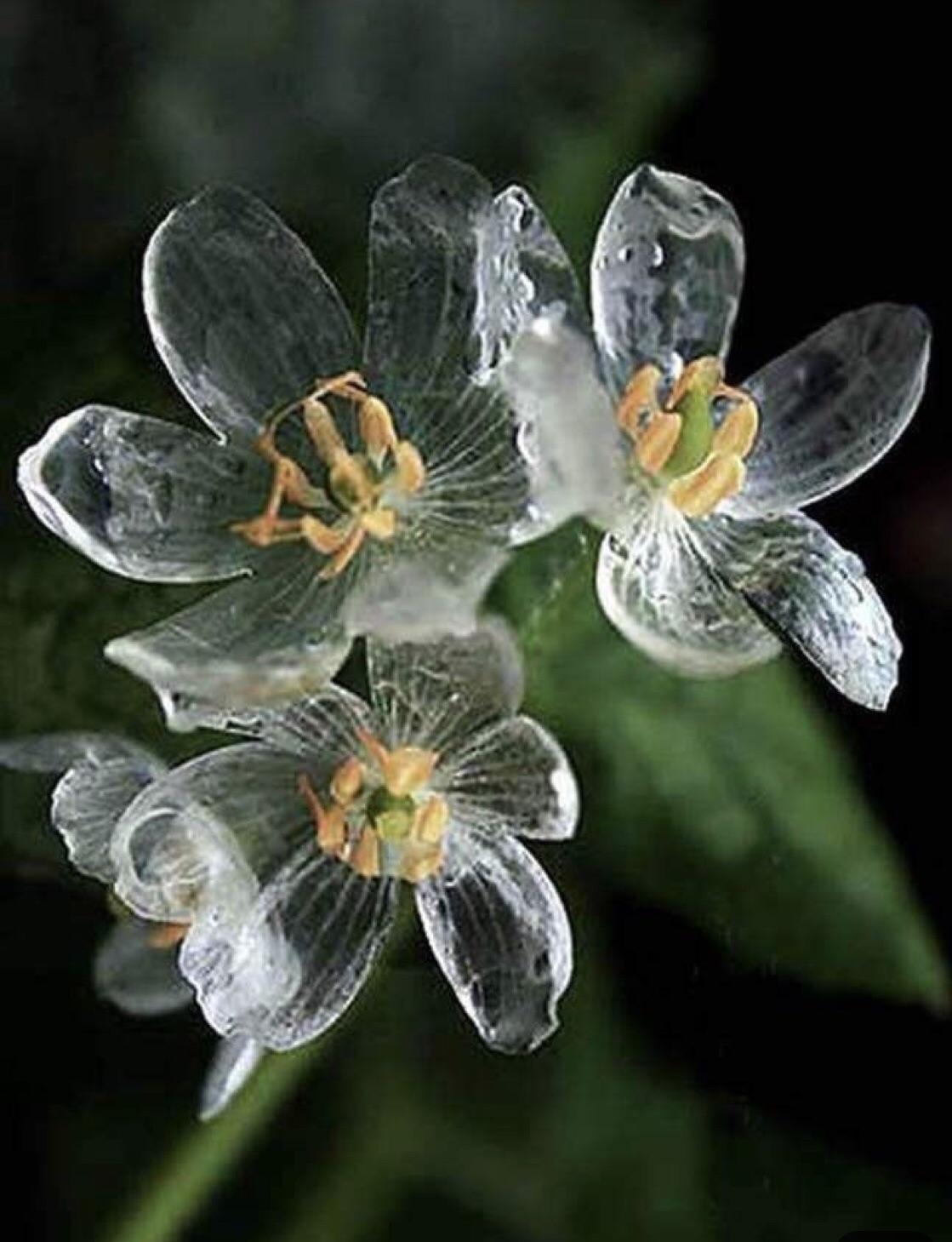 Skeleton flower, petals turn crystal clear went wet. Amazing! r/gardening