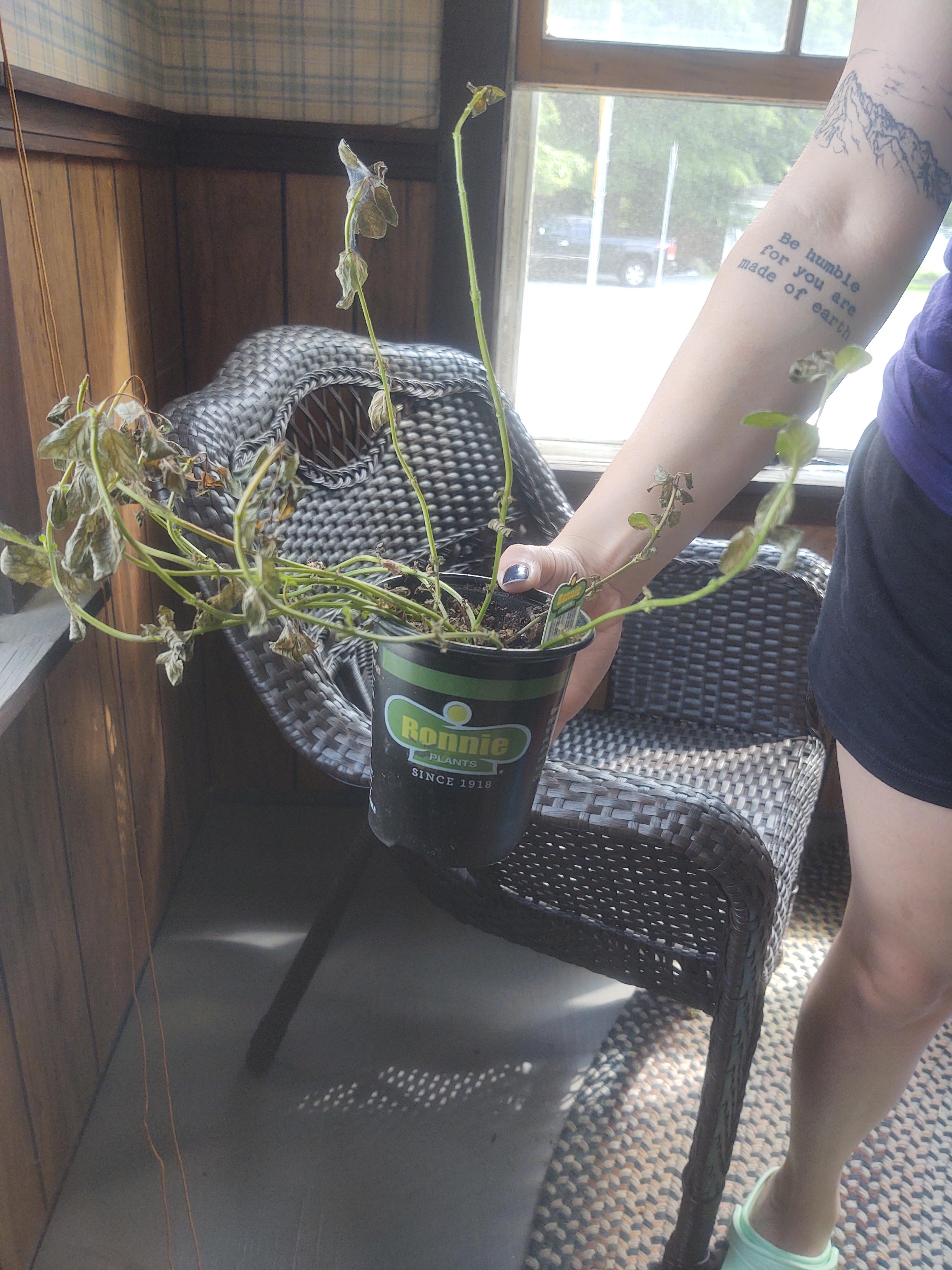 What is wrong with my mint plant? We have been watering it, giving it