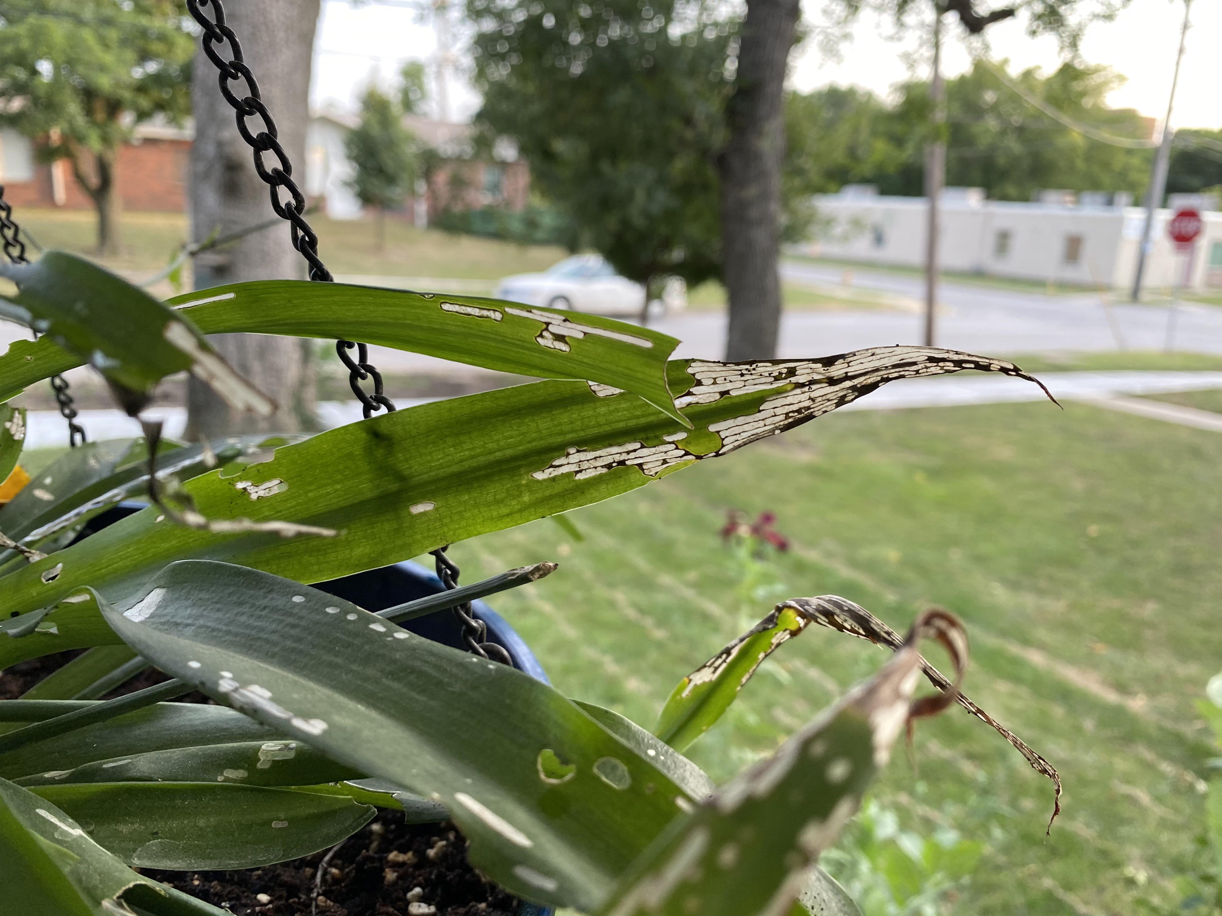 Help! What’s eating my spider plant? r/houseplants