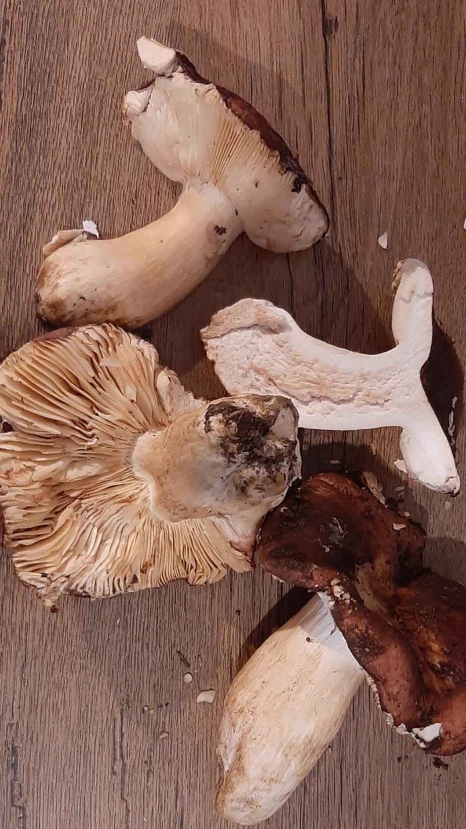 New to mushroom hunting and I am confused with all the russula look