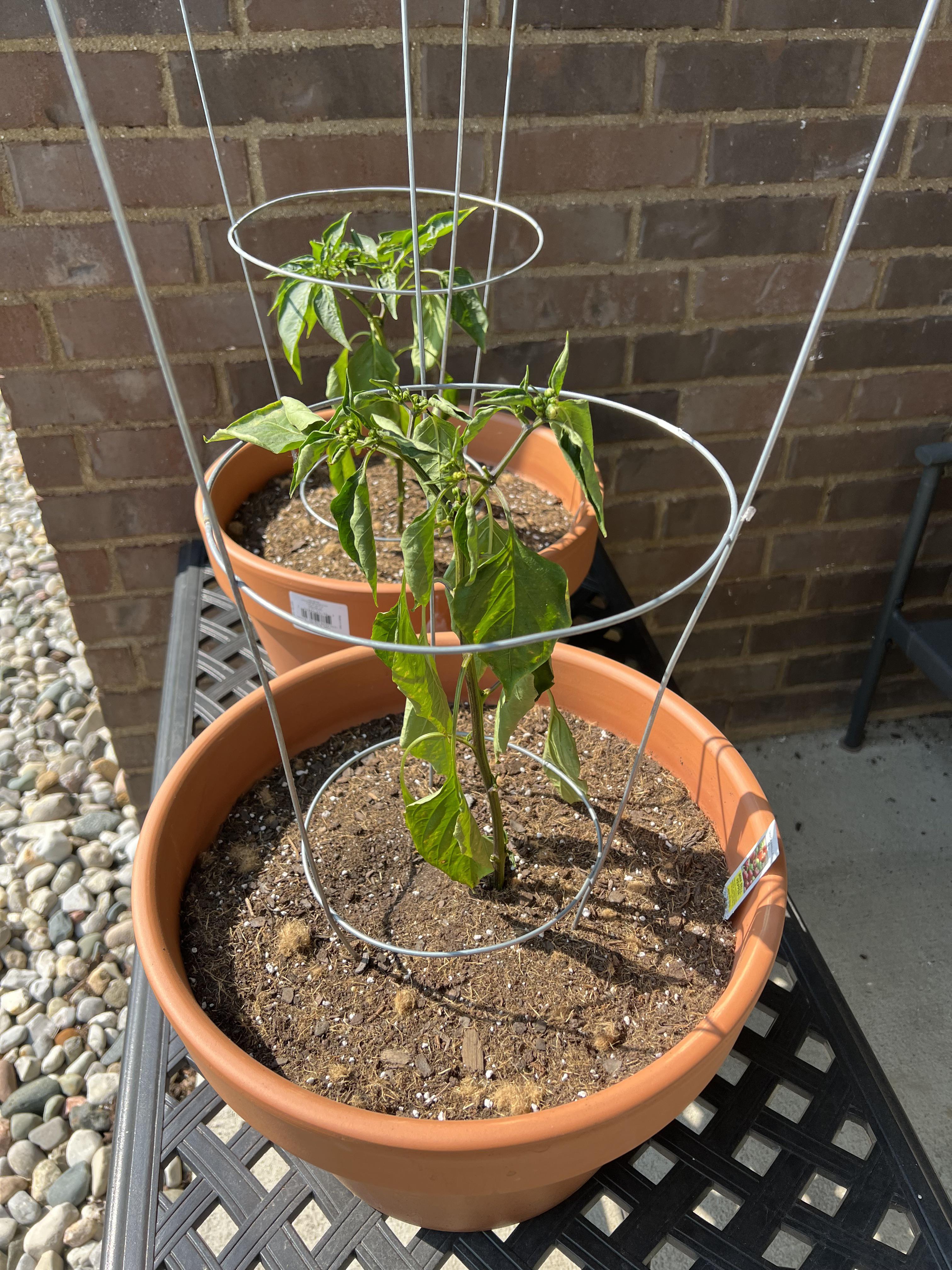 Can someone help me understand why my pepper plants are sagging? r