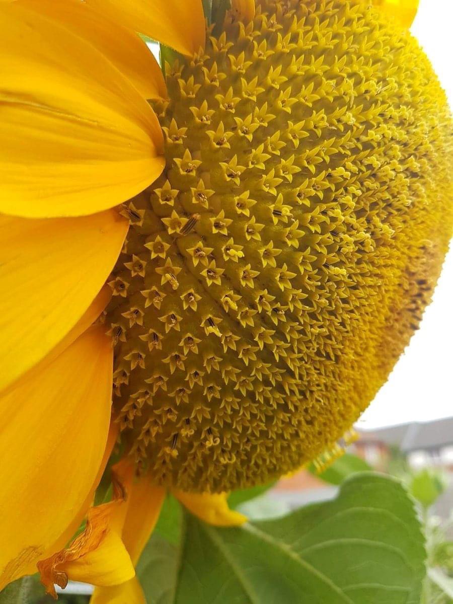 Sunflowers are Actually Made Up Hundreds of Smaller Flowers in Near