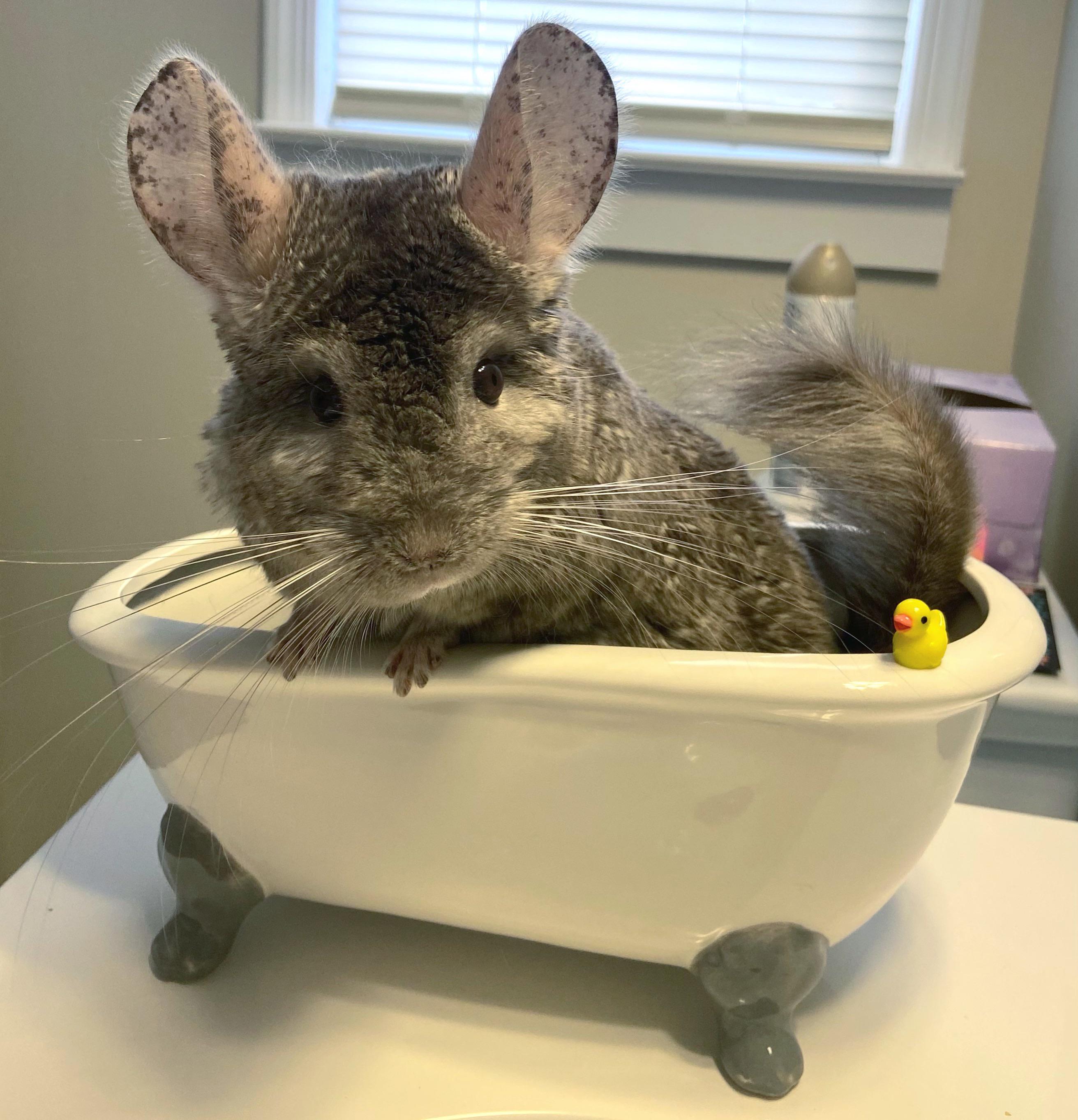 Oxbow came out with little ceramic bathtubs 🥺 r/chinchilla