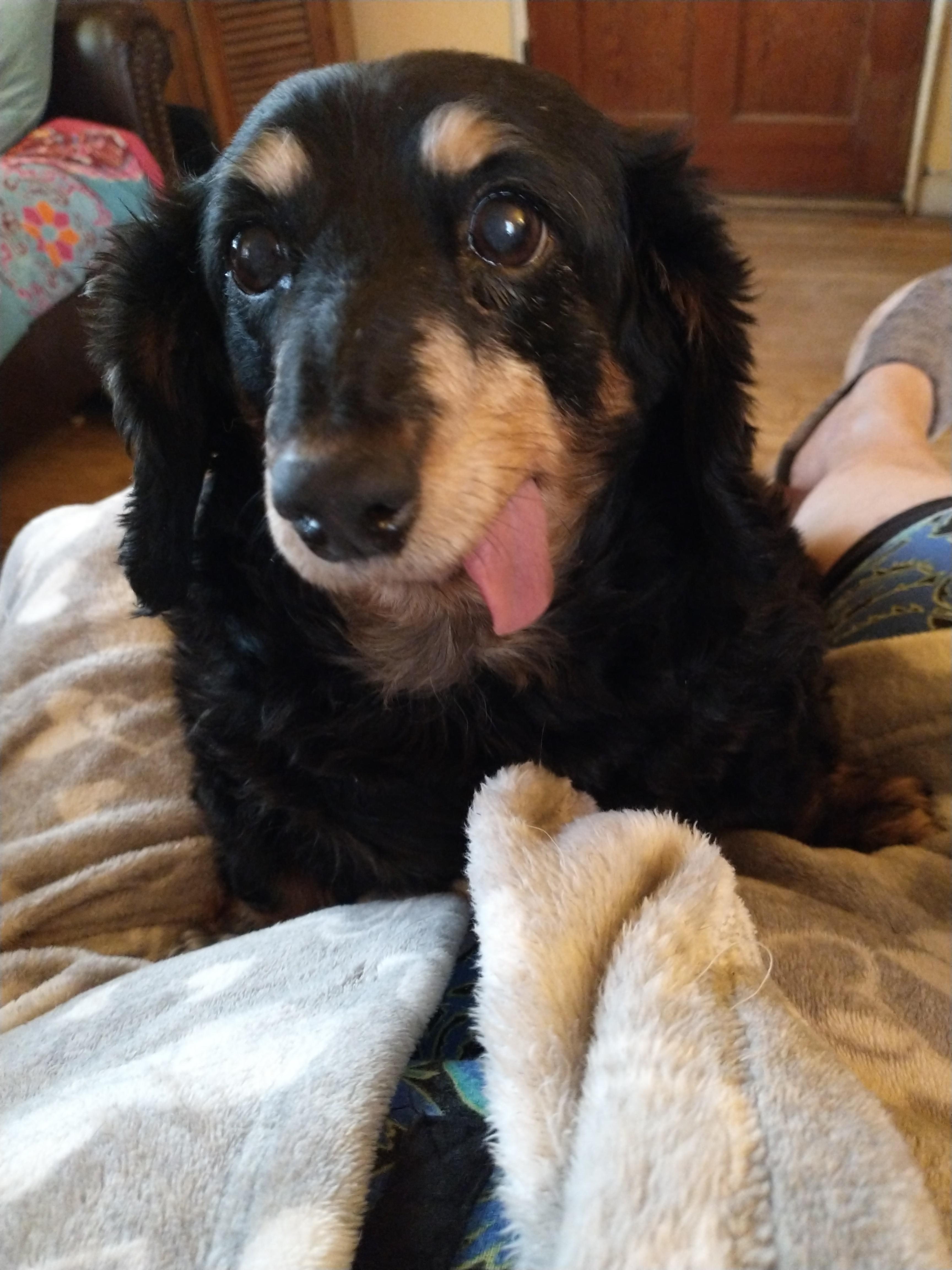 My old girl Abby has Cushing's disease 😭 r/Dachshund