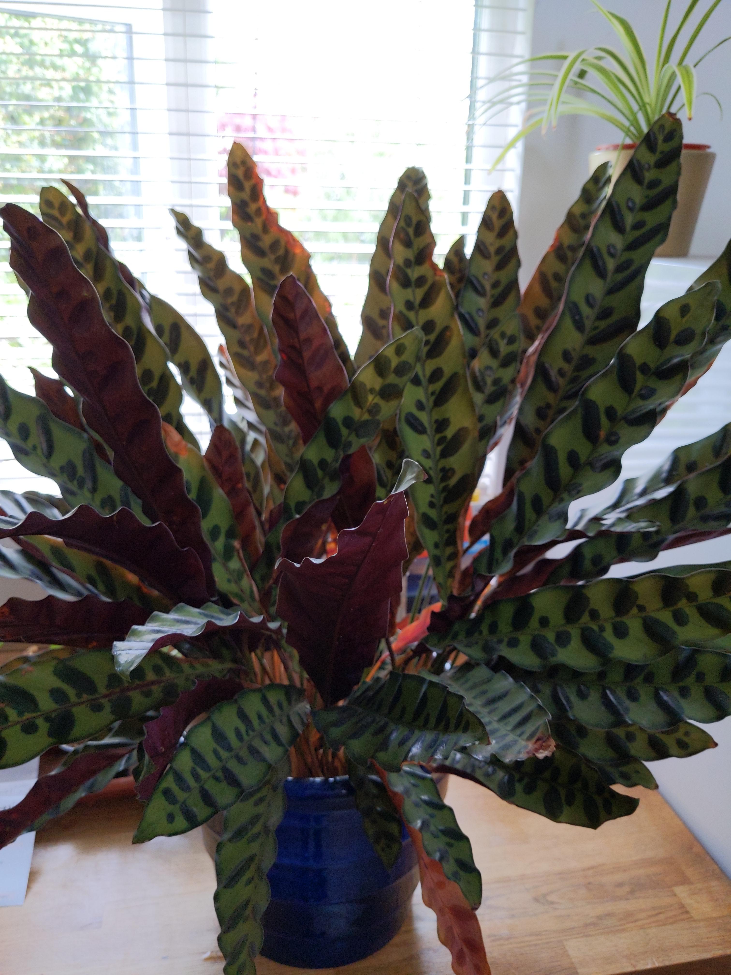 Lovely looking but BAD smelling calathea. It smells quite strongly of