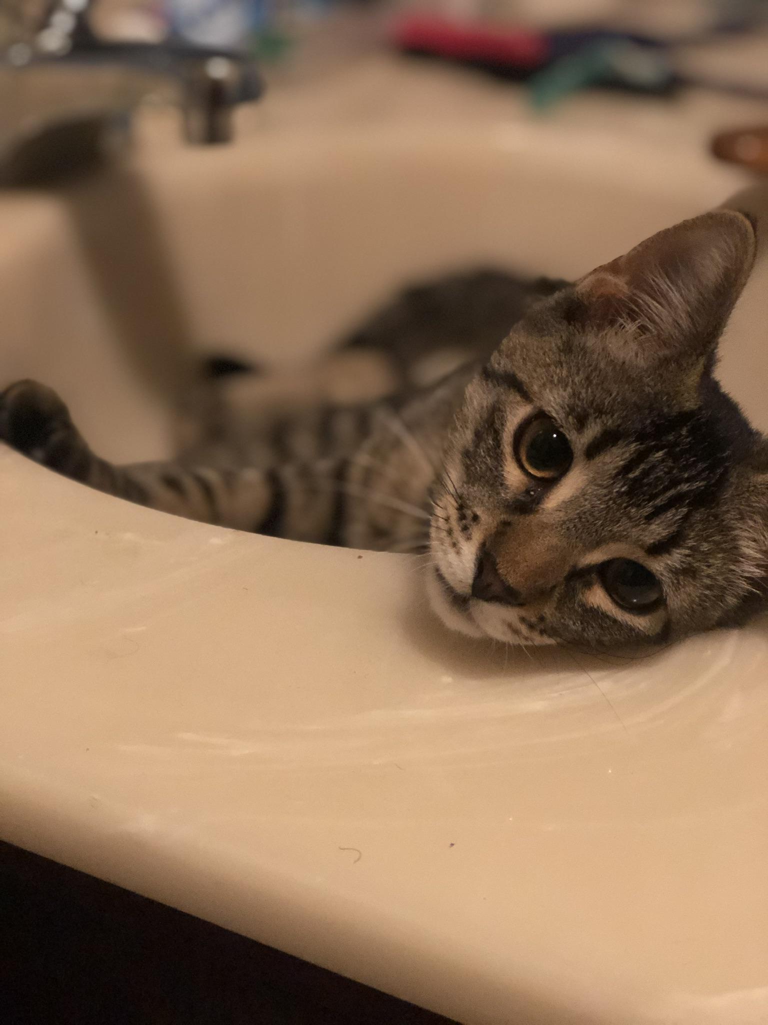 Pet Portrait Mode on the IPhone 11 Pro Max r/Awww