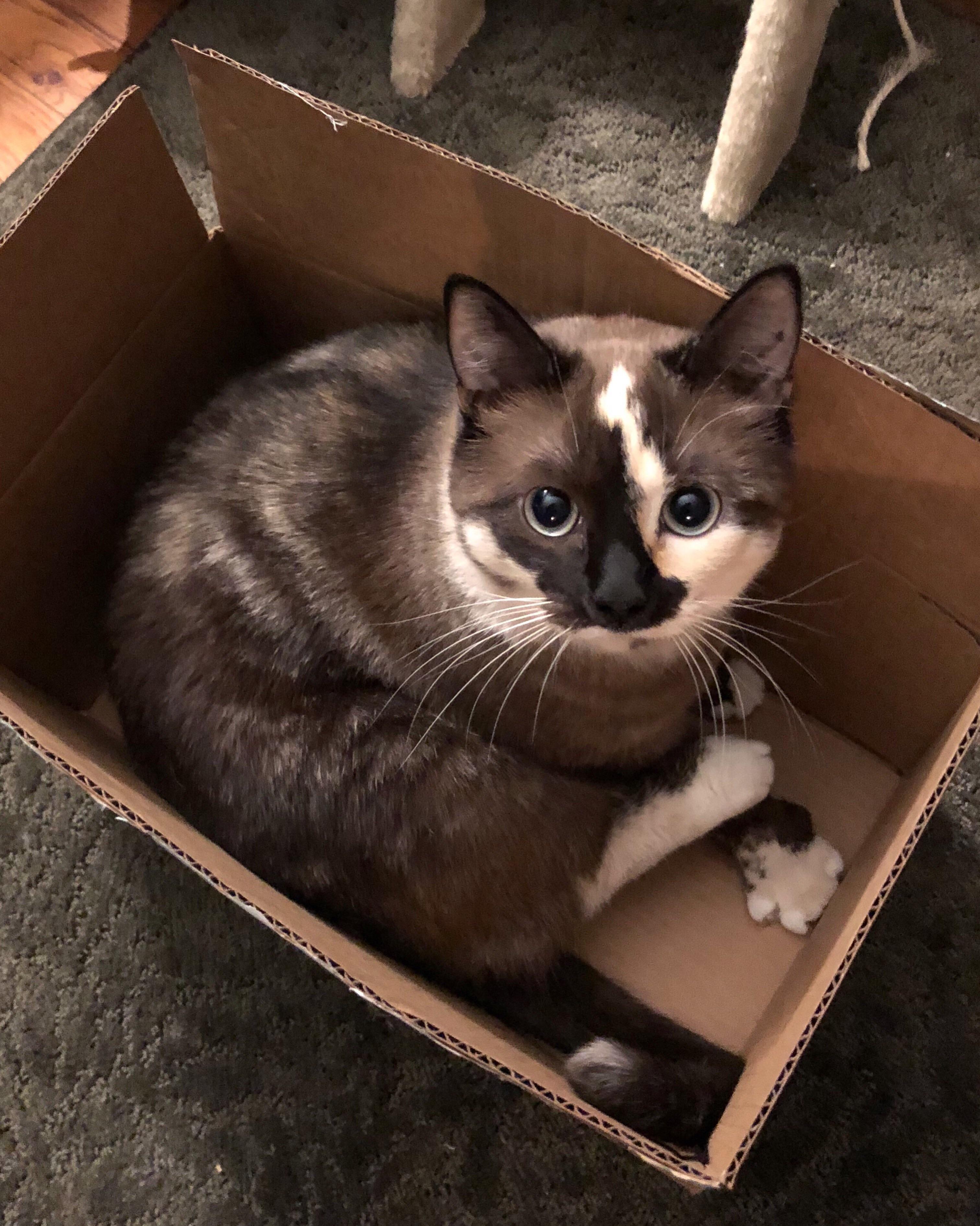 When the monthly cat treat box arrives. r/aww