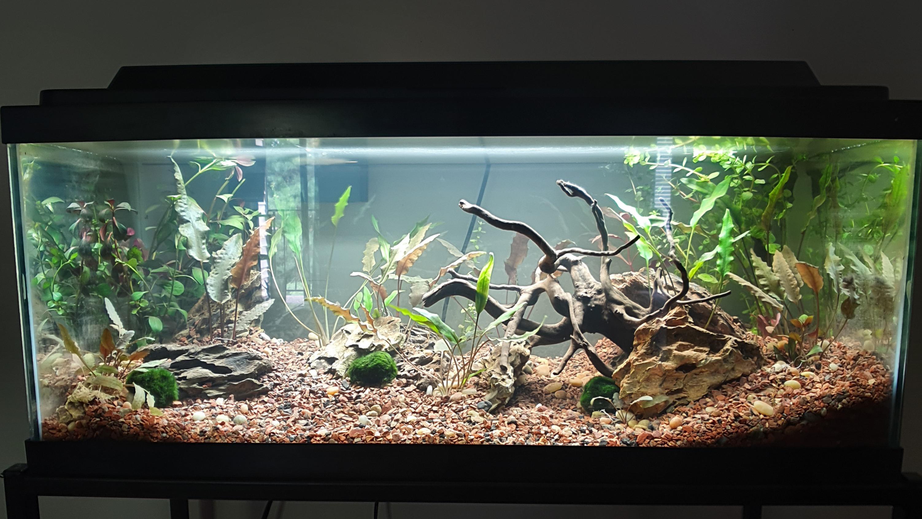 Well I figured out what to do with my 20 gallon long. Most of the plants I grew in my old 10