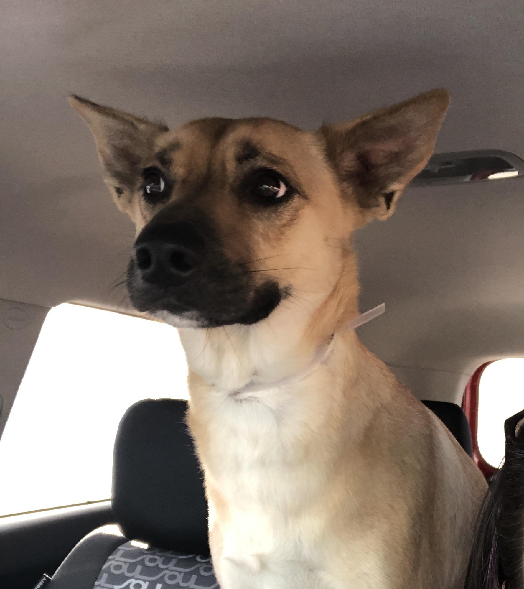 The face of adoption. Reddit, meet Duke. r/aww