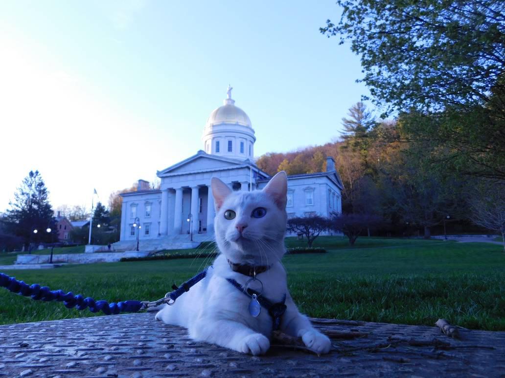 I brought my cat out yesterday and got this wonderful photo. r/vermont