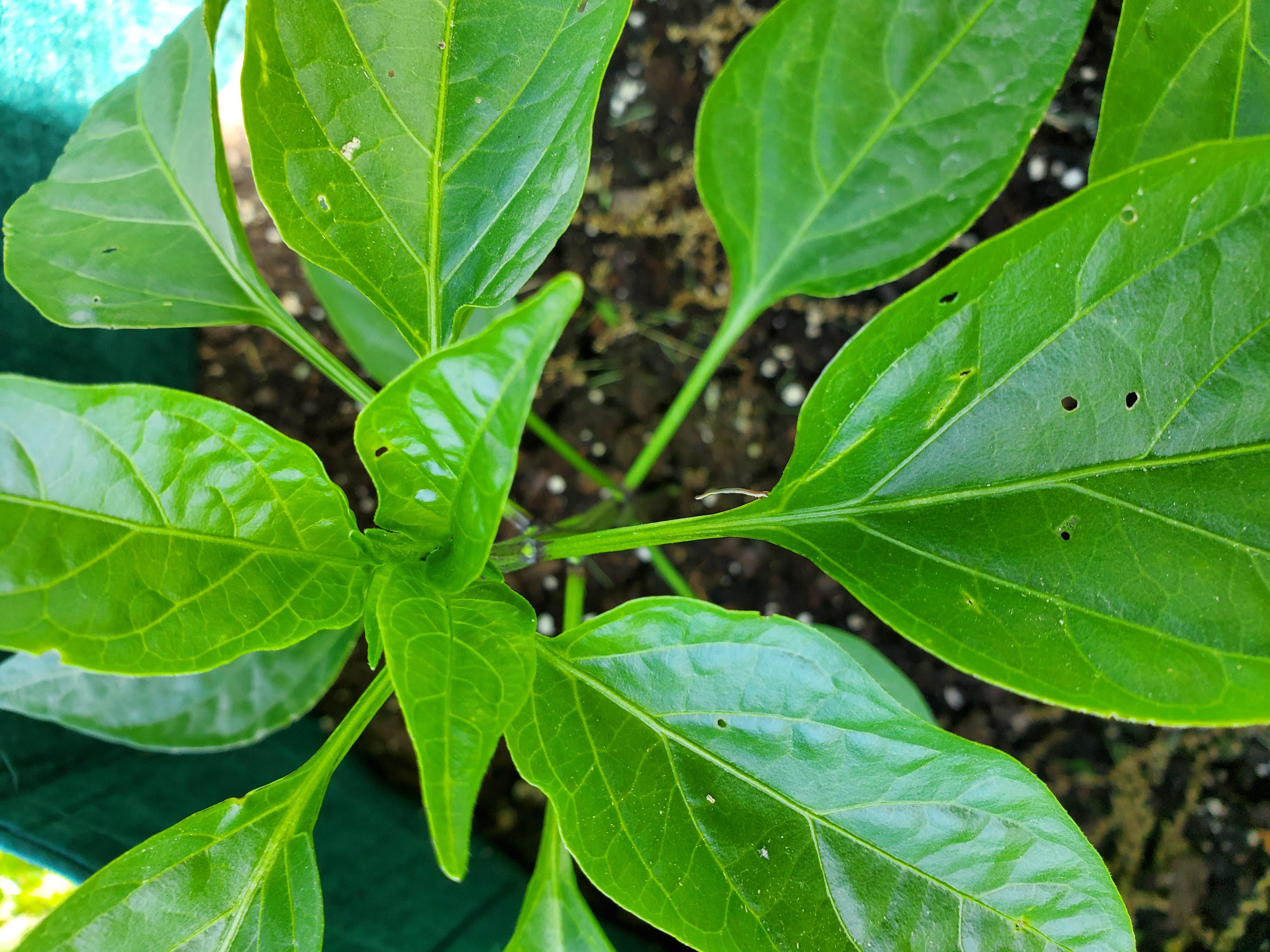 What is eating my pepper plants? You can see it on the bottom of the