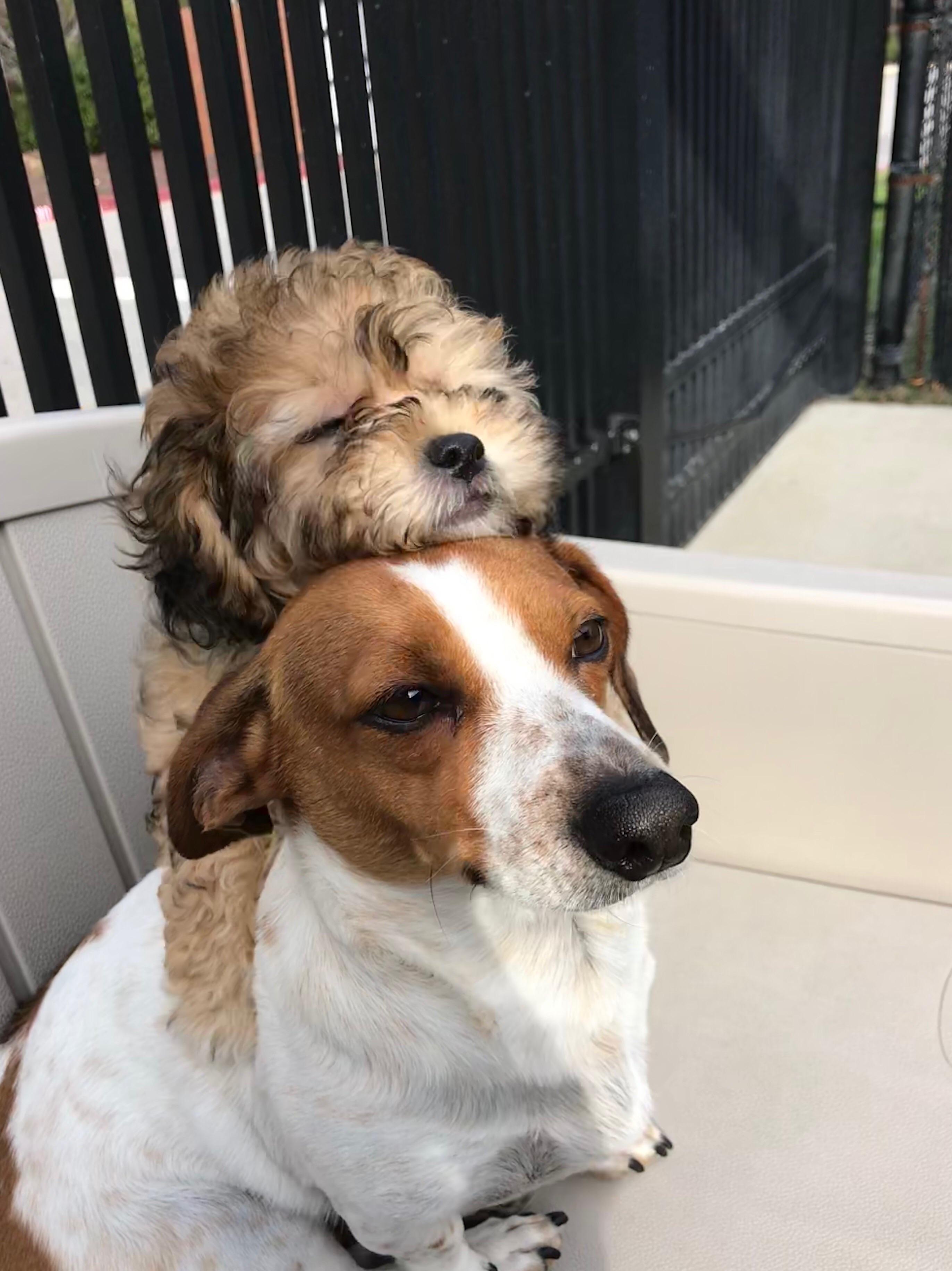 Nino hates other dogs, but he’s ok with hats. r/aww