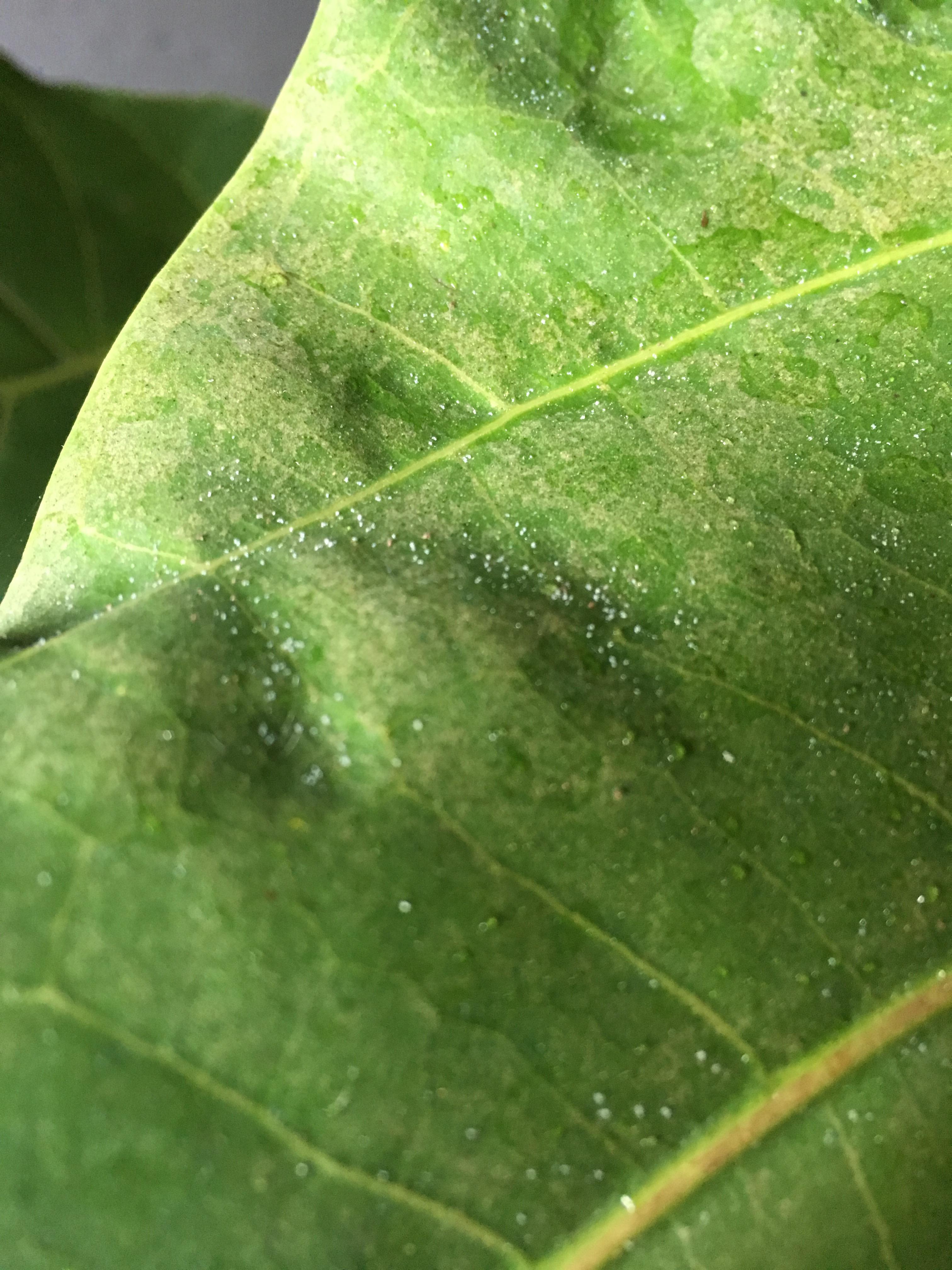 Is this a bug or mite infestation on my fiddle leaf fig? r/plantclinic