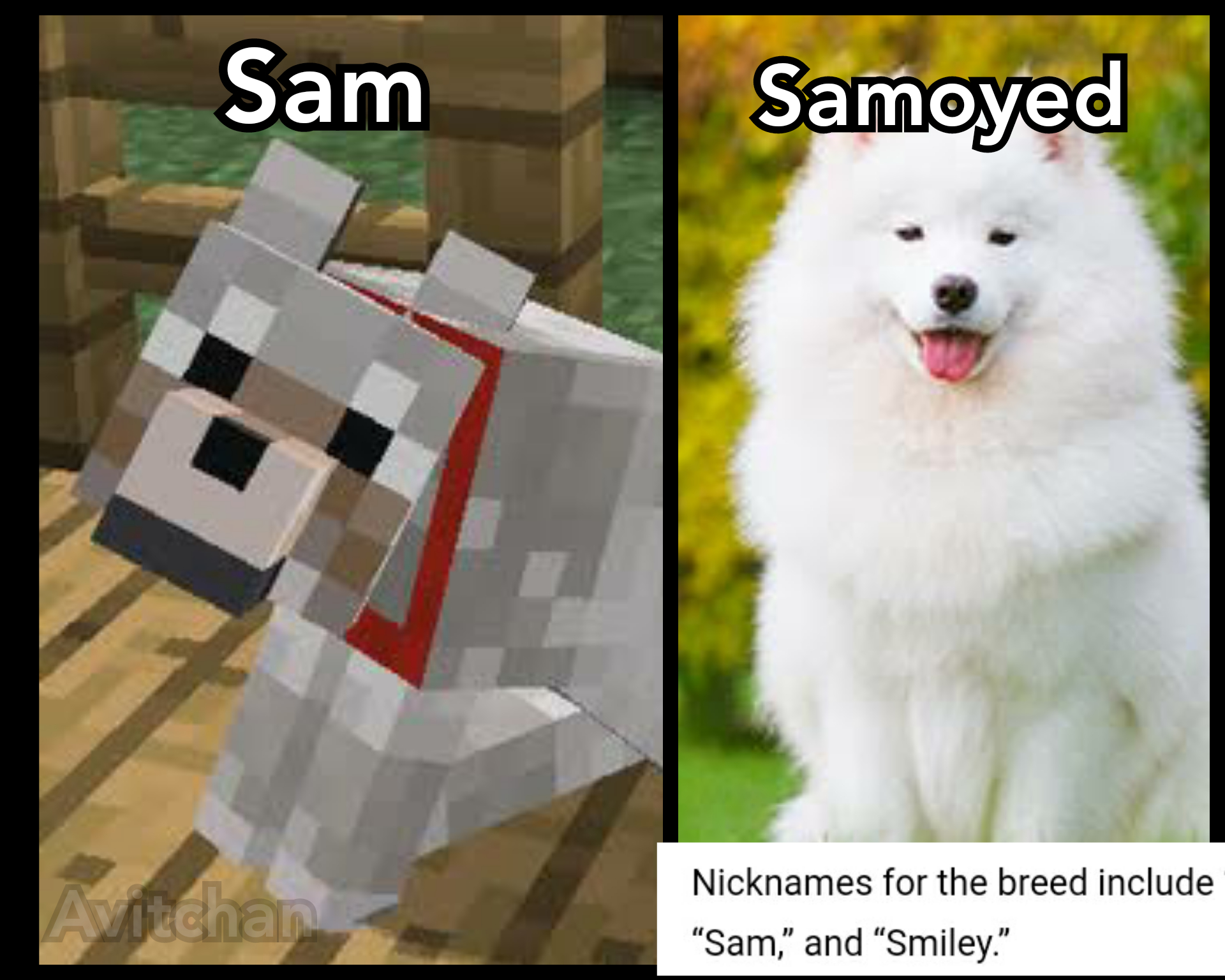 Sam is so popular that they named a dog breed after him in real life!😂
