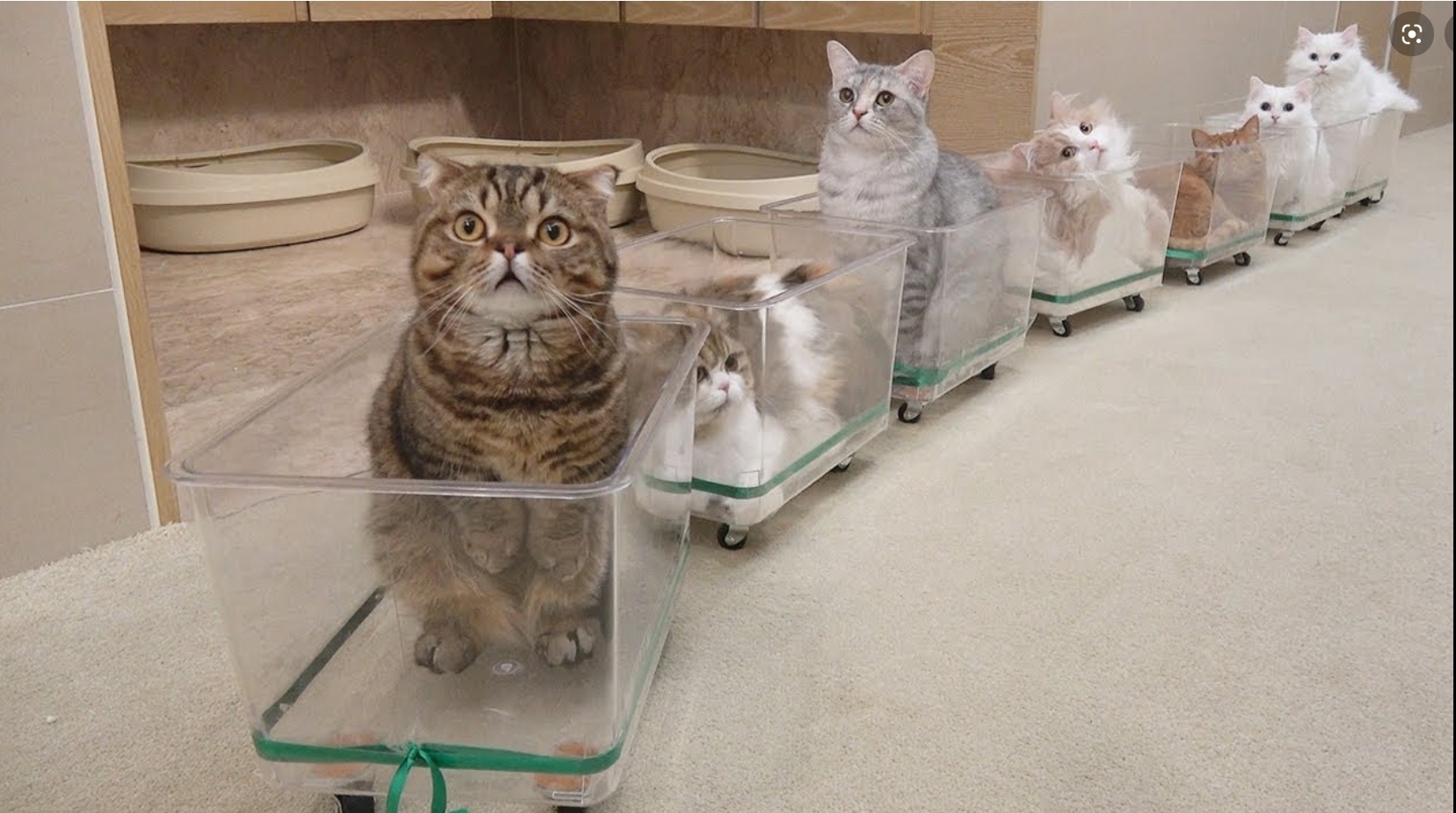 😺All aboard the cat train!😺 r/CreamHeroes