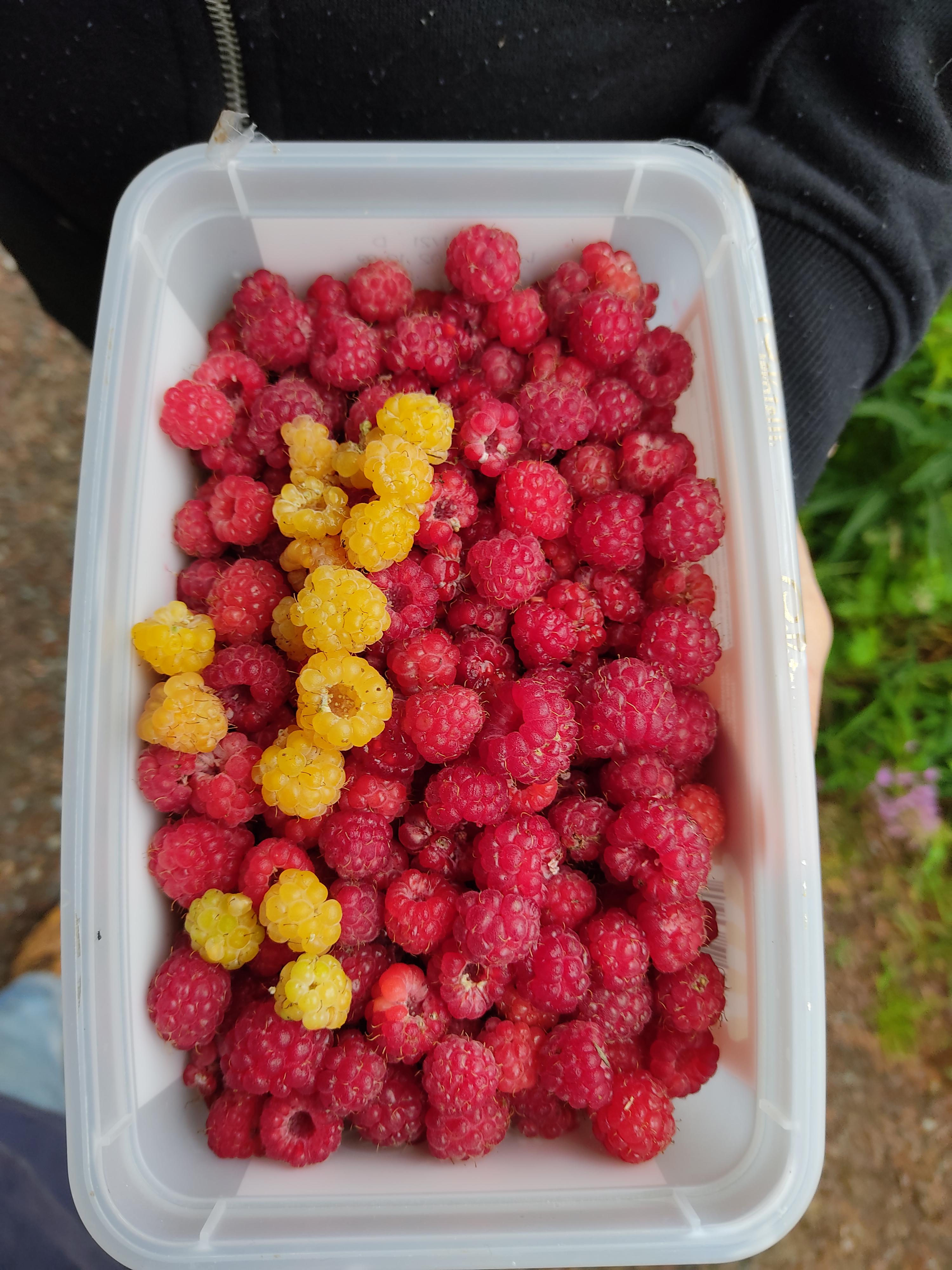We went to pick raspberries today and found some yellow ones. They have a plum aftertaste. r