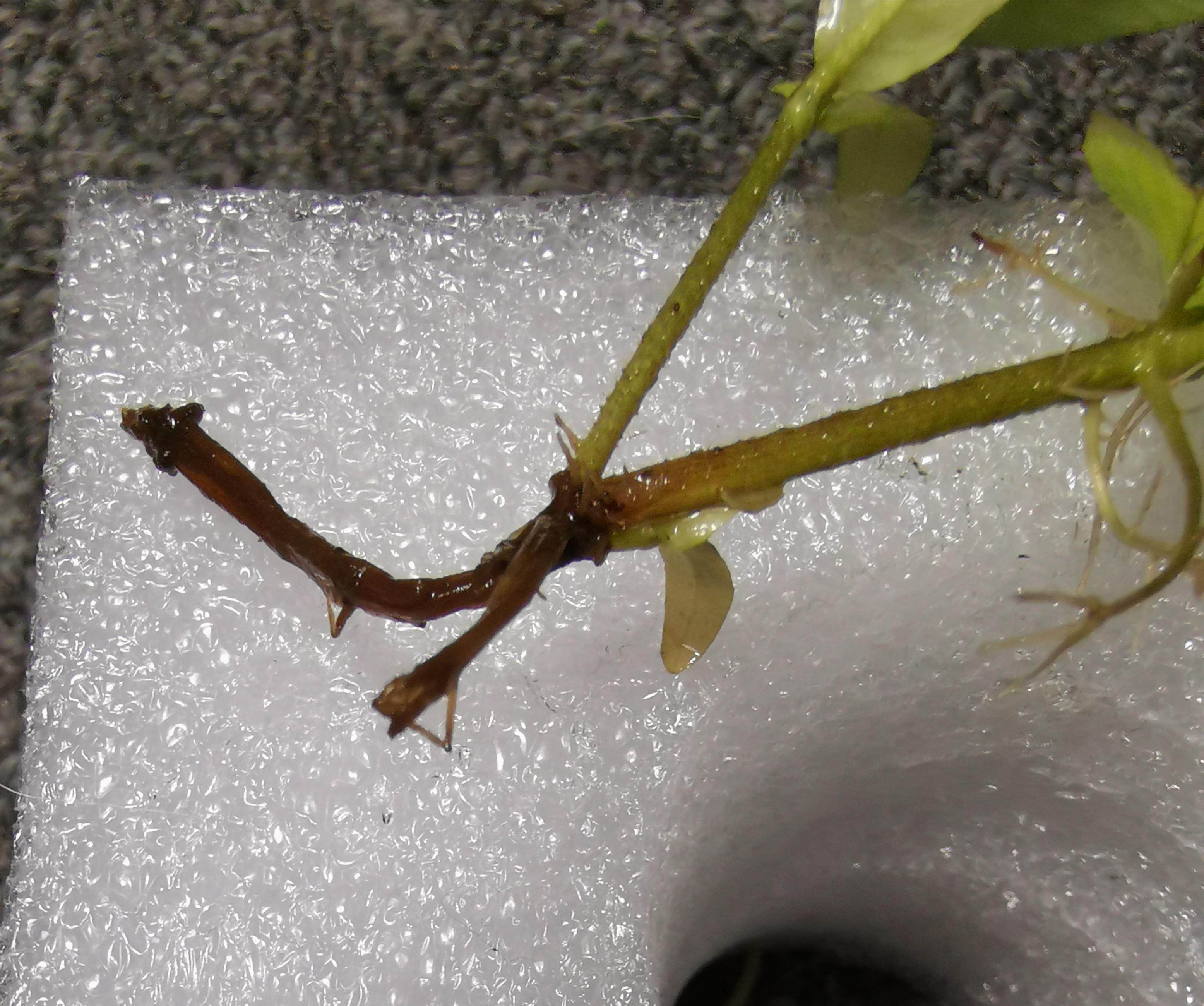 Why is this plant turning brown and slimy? r/PlantedTank