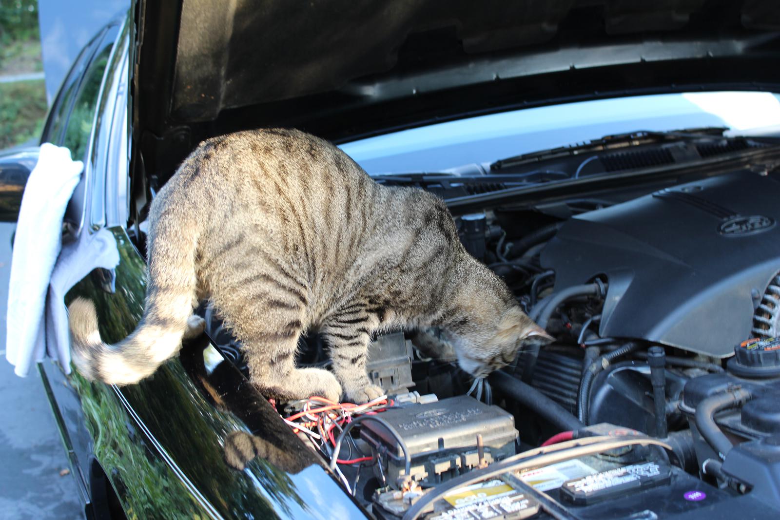 Cat also can be a car mechanic CatMechanics
