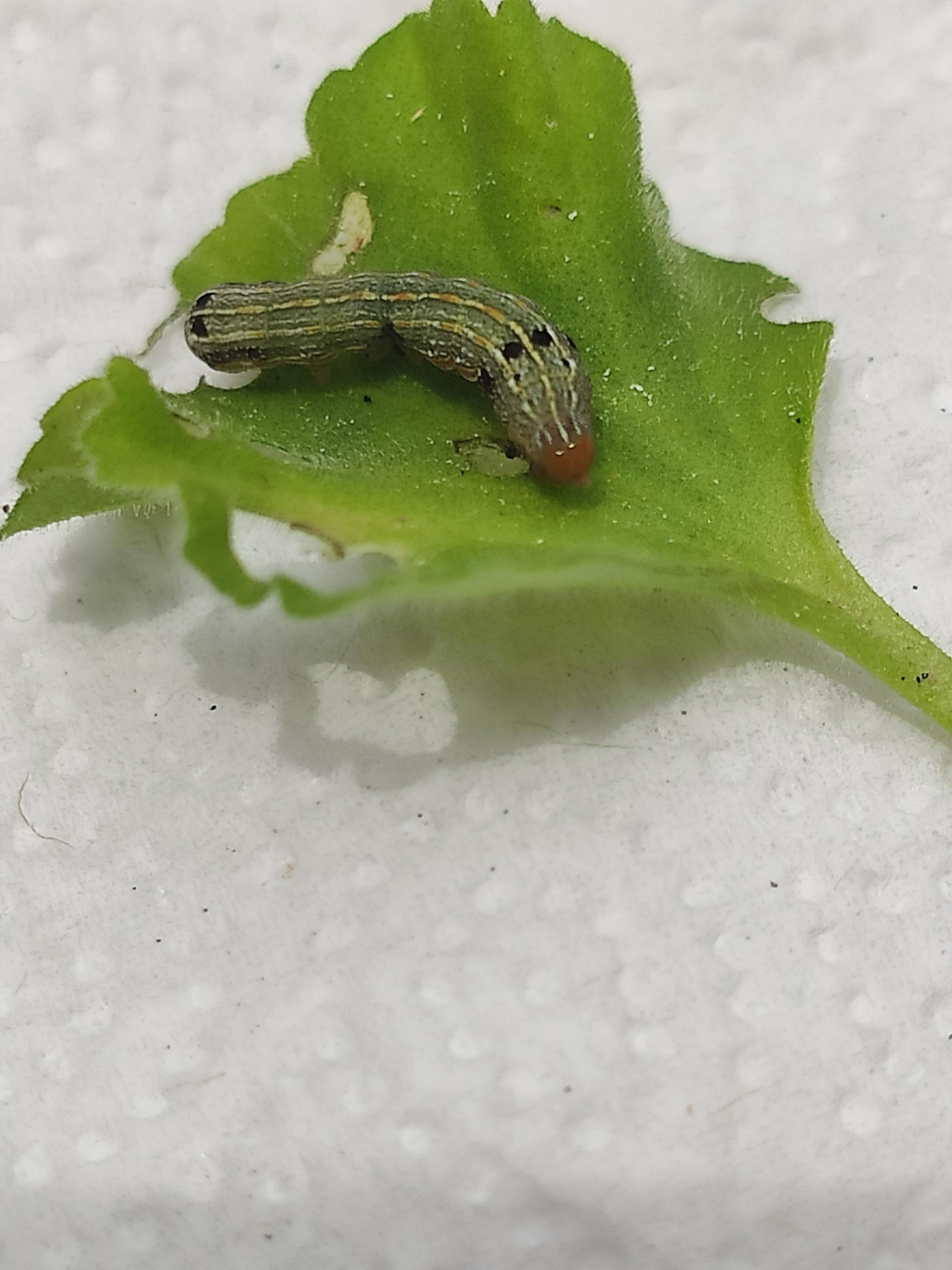 Help ID these guys eating my geraniums. What do I do??? r/gardening