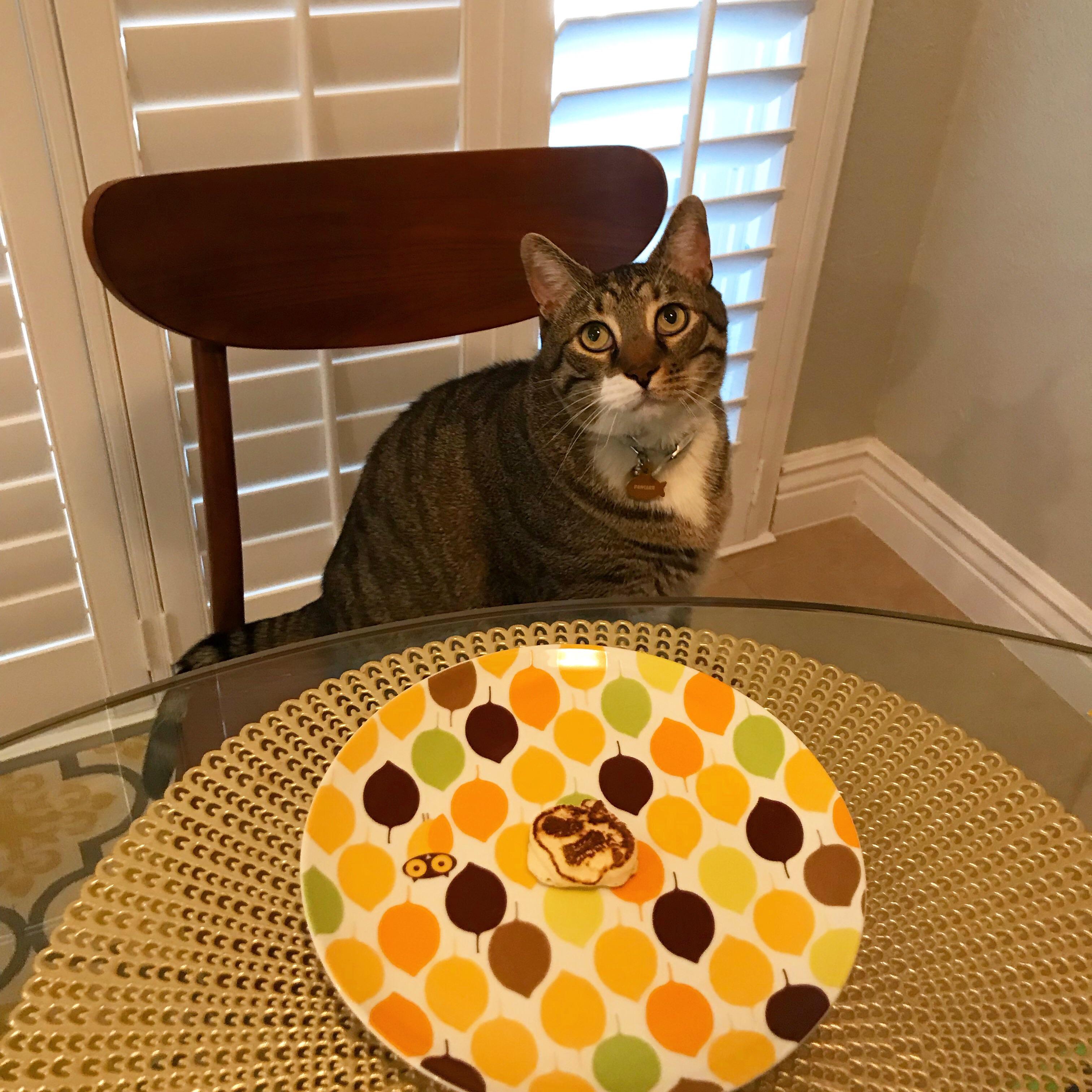 My wife decided to cook a small Pancake for our cat Pancake so he could