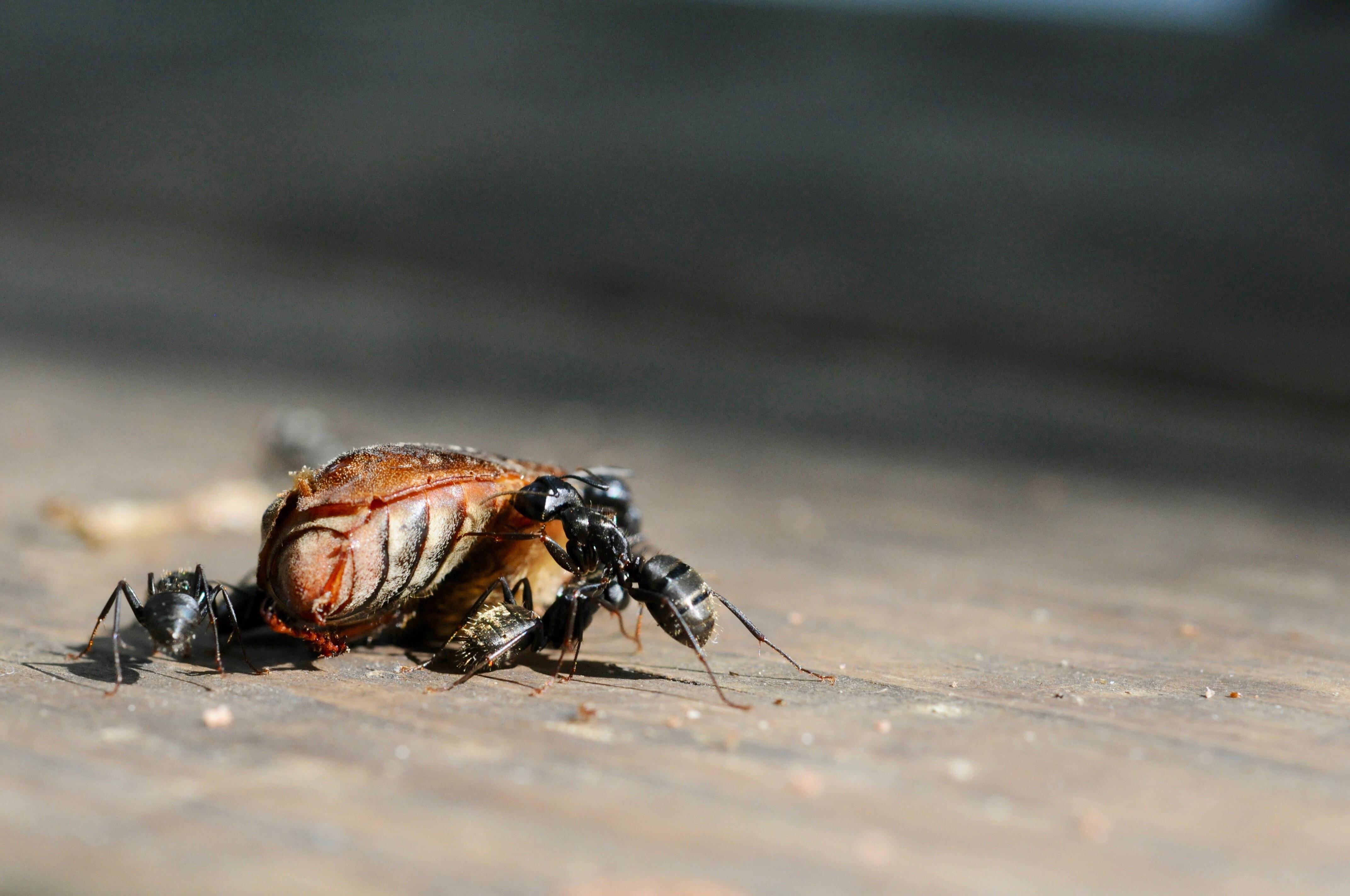 Ants enjoying a beetle dinner [OC][4288x2848] r/MacroPorn