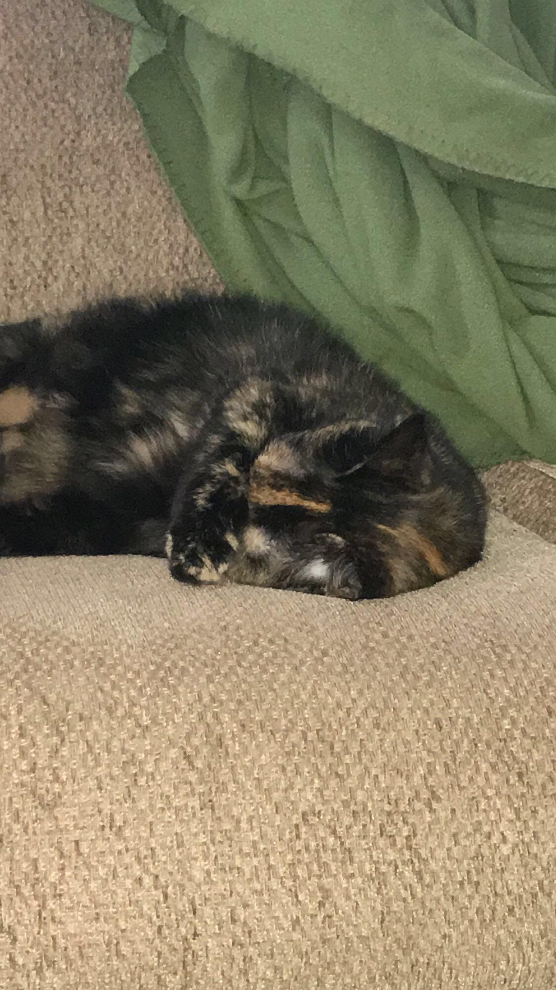 My cat covers her eyes with her arm when she sleeps r/mildlyinteresting