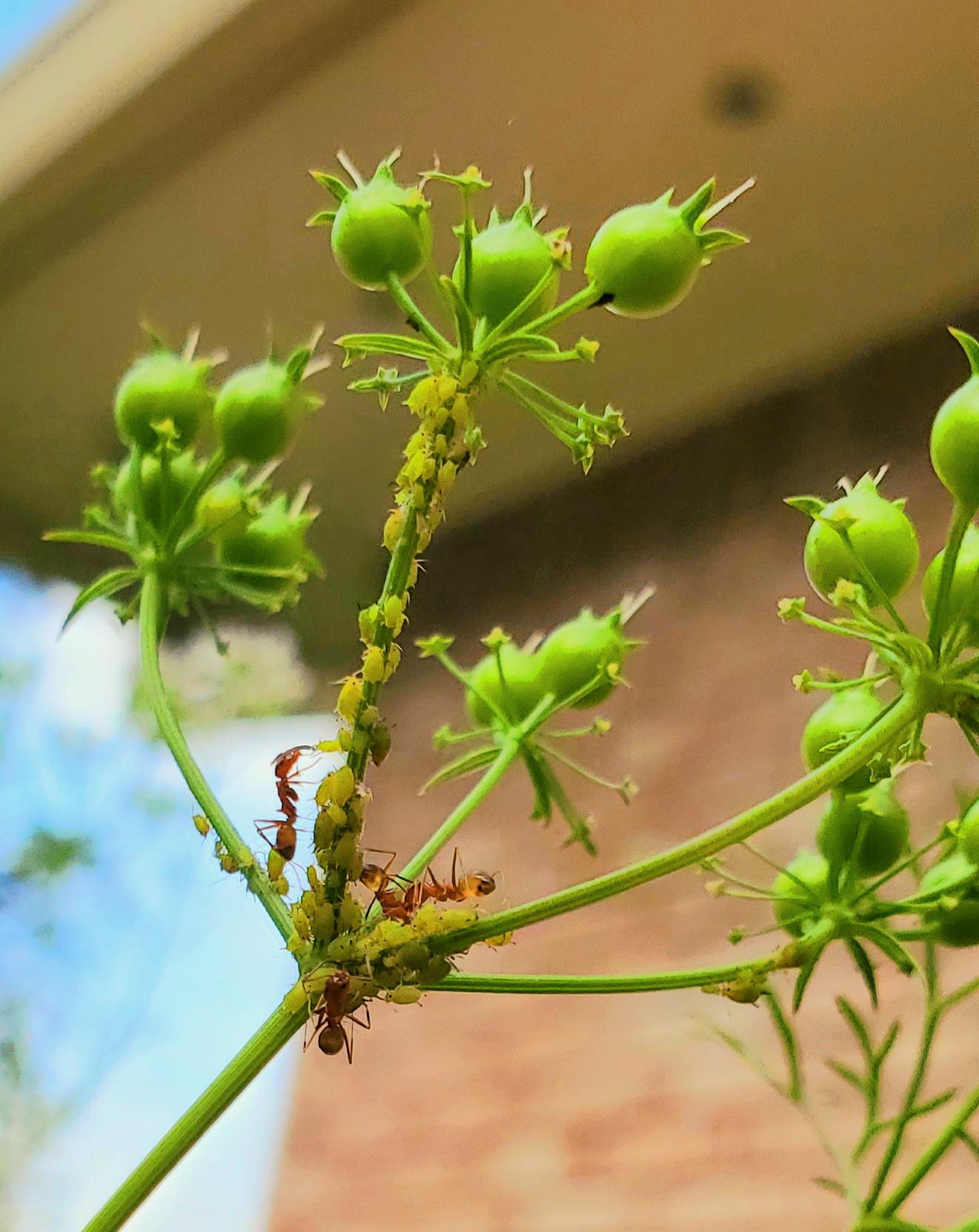Aphids and red ants on my cilantro plant. Will they damage the
