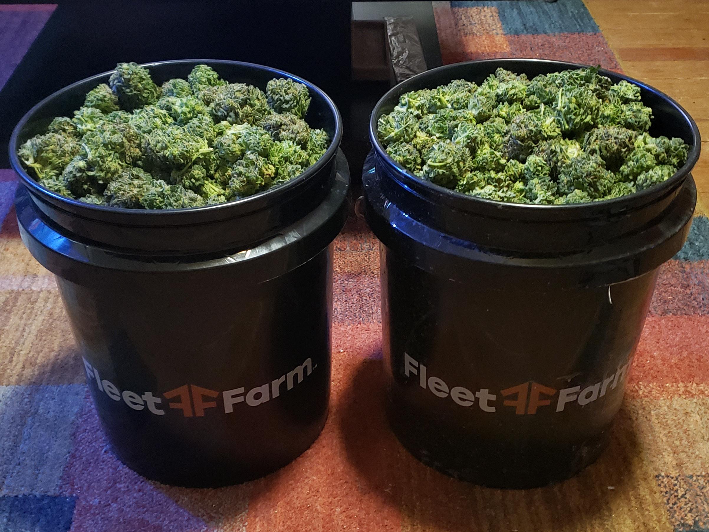 Three plant harvest. Keep your gains bruh, I want yields. microgrowery