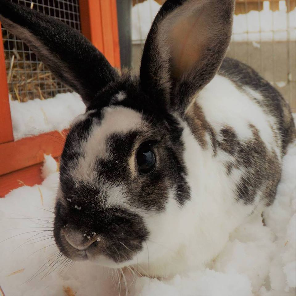 It's been a fun eleven years sleep well, little bug. r/Rabbits