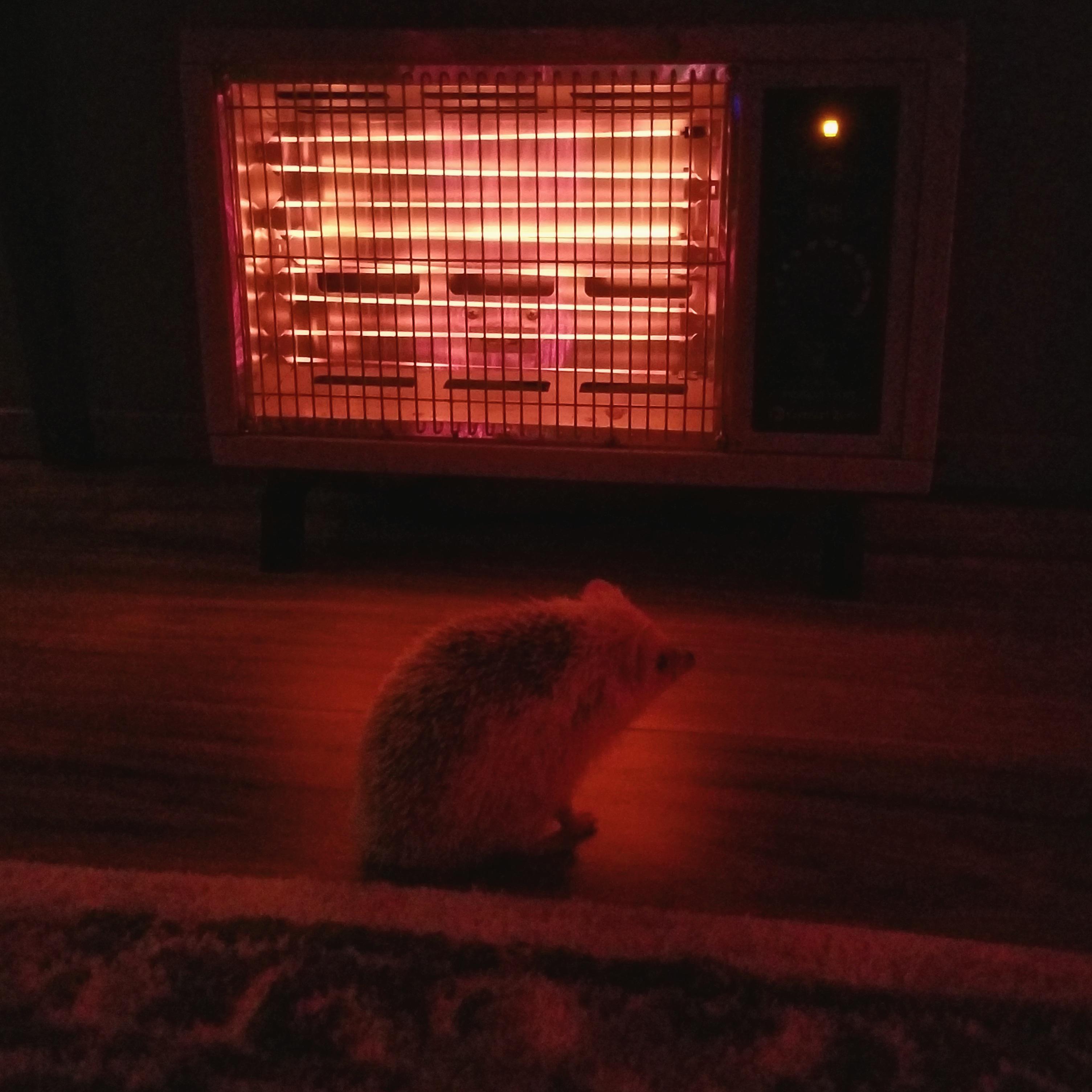 Nibbler, basking in the heater. r/Hedgehog