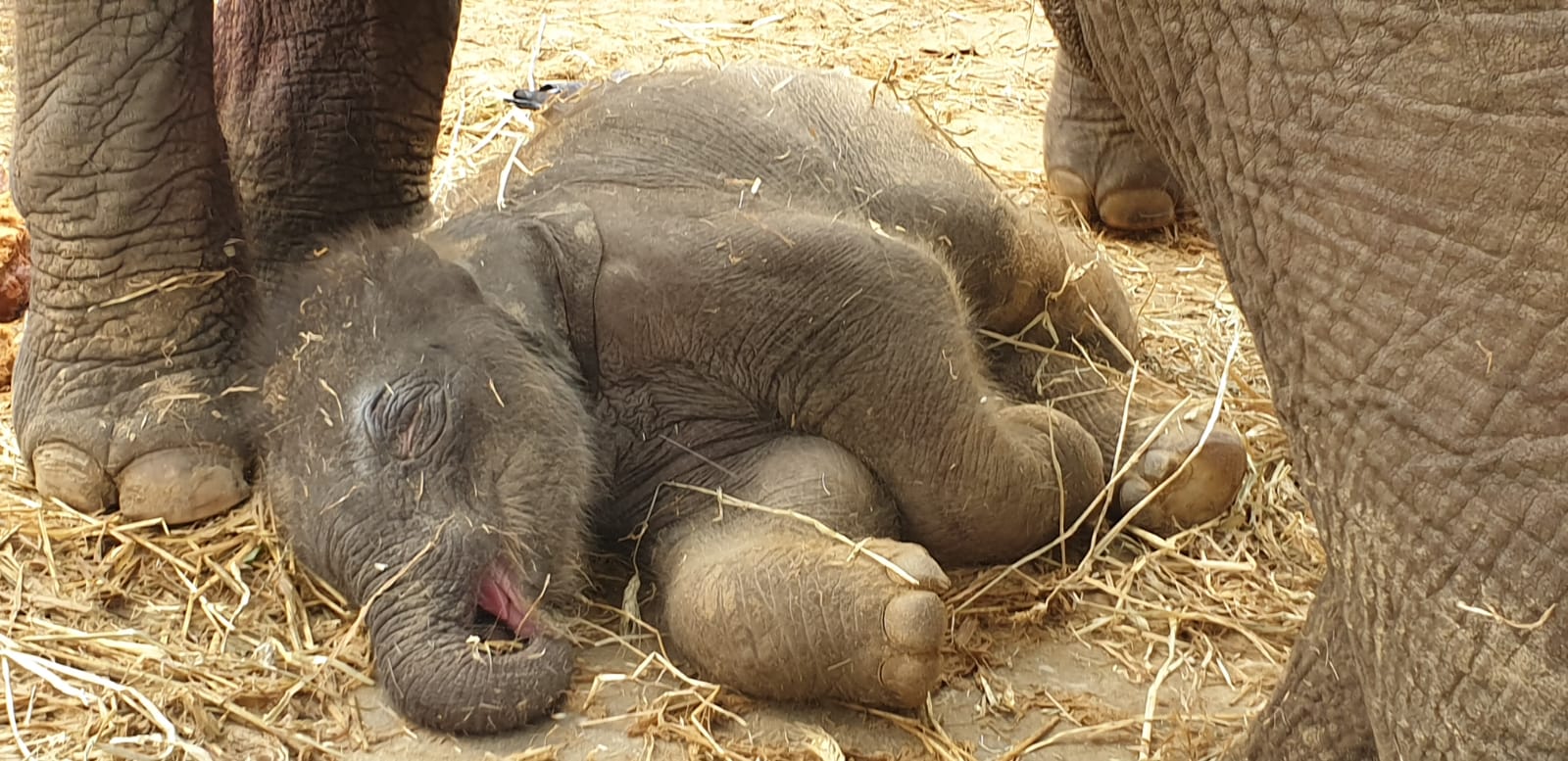 In this trying times, how about a baby elephant sleeping? r/aww
