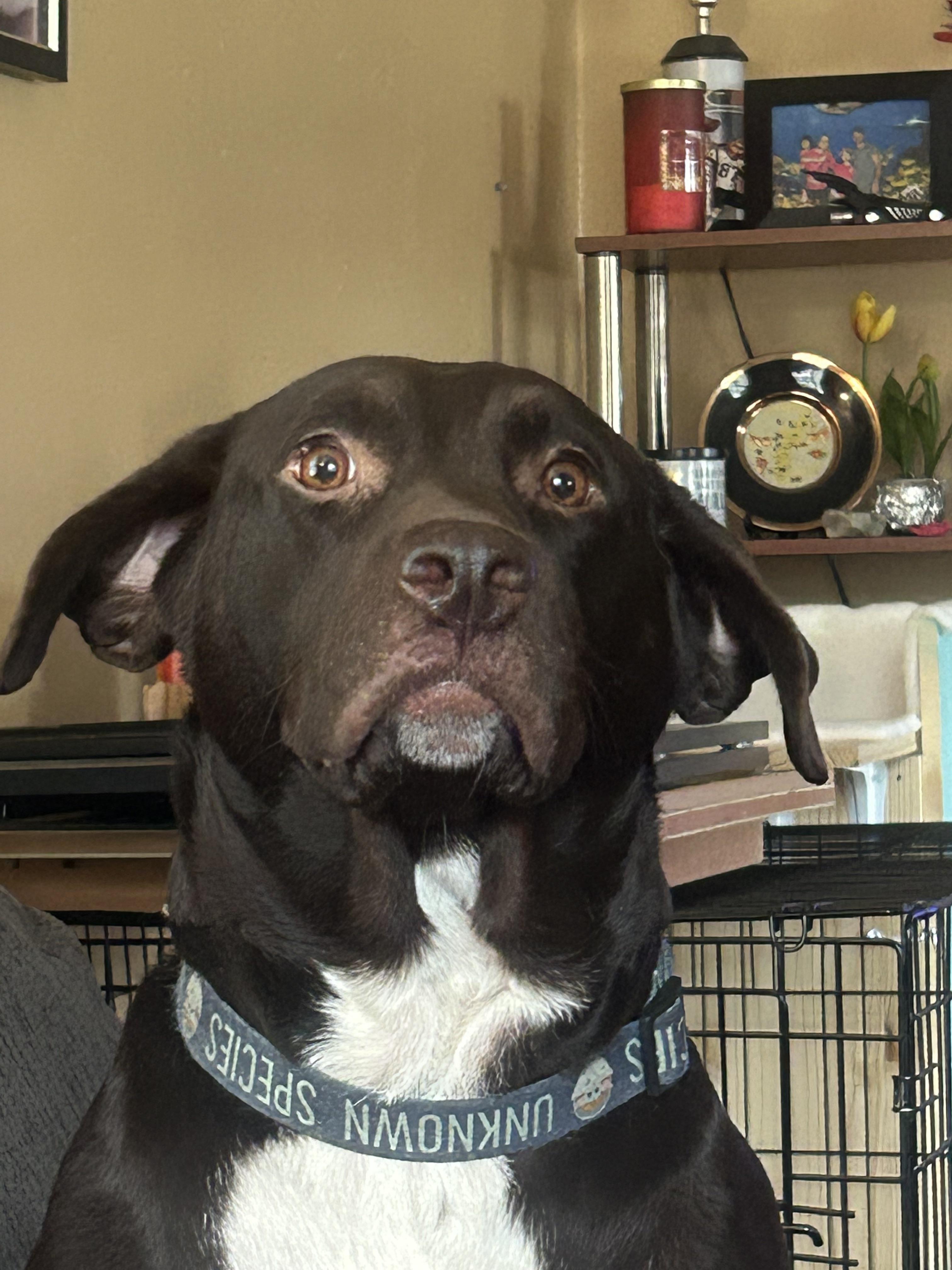 Can you give my dog a mugshot?