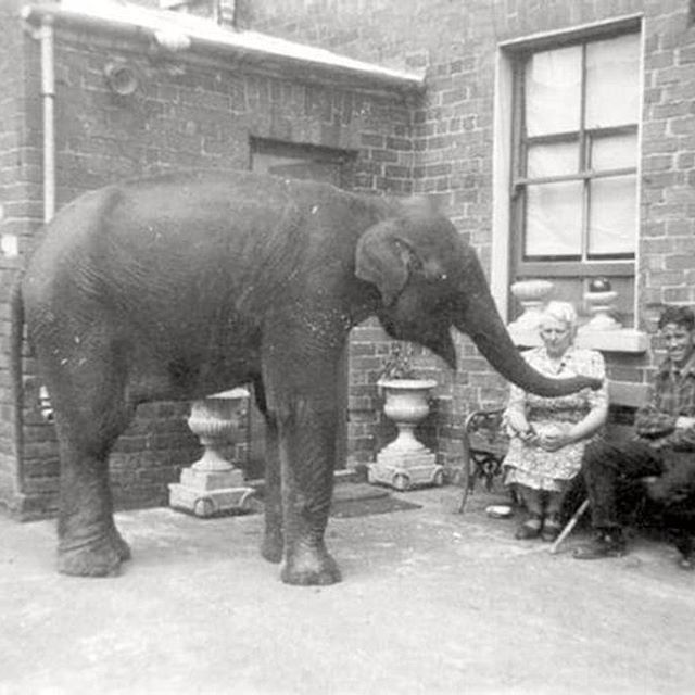 Denise Austin with her pet elephant she rescued from Belfast zoo during
