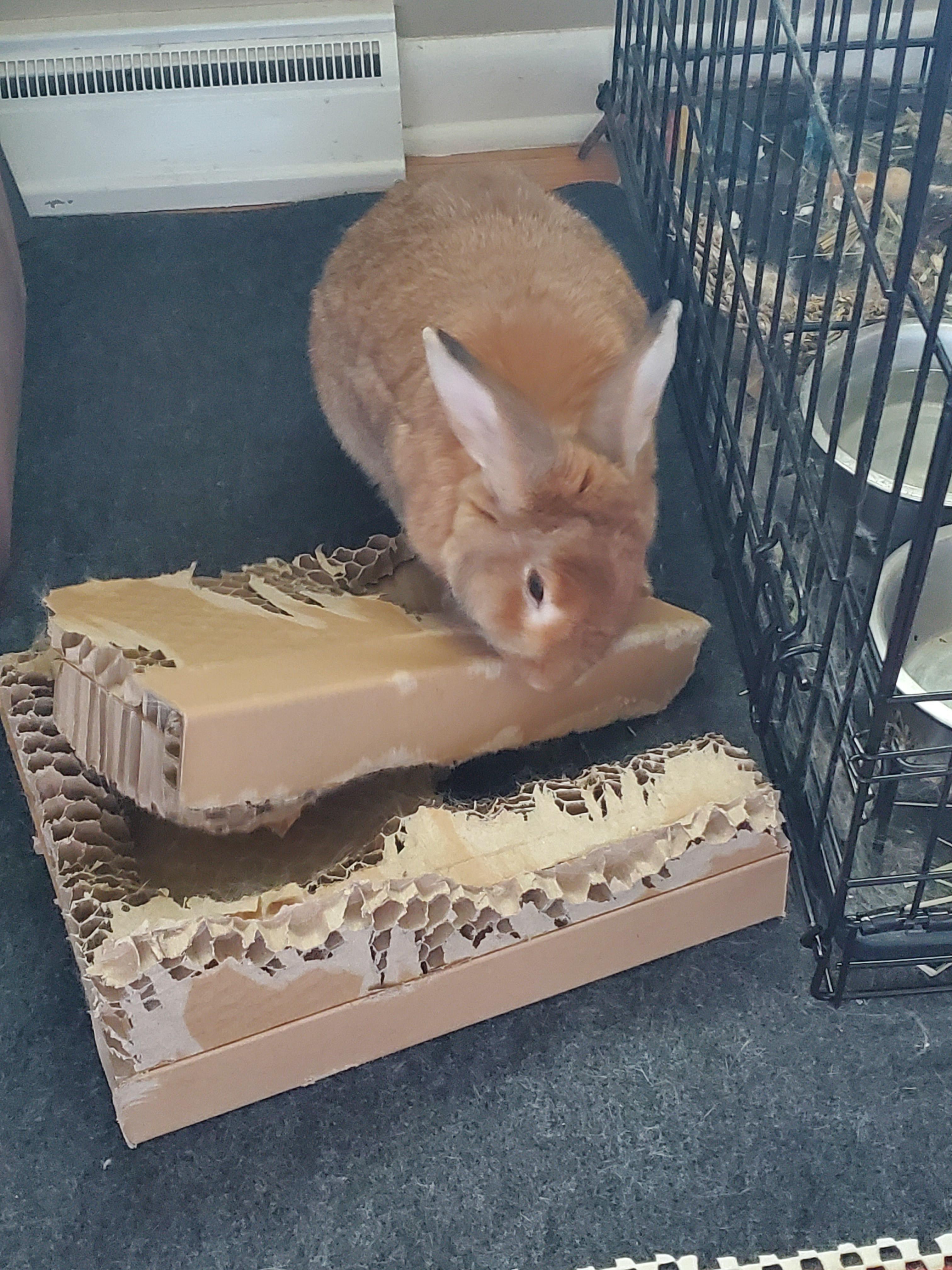 Kiwi's been working on this cardboard box fir over a year. r/Rabbits