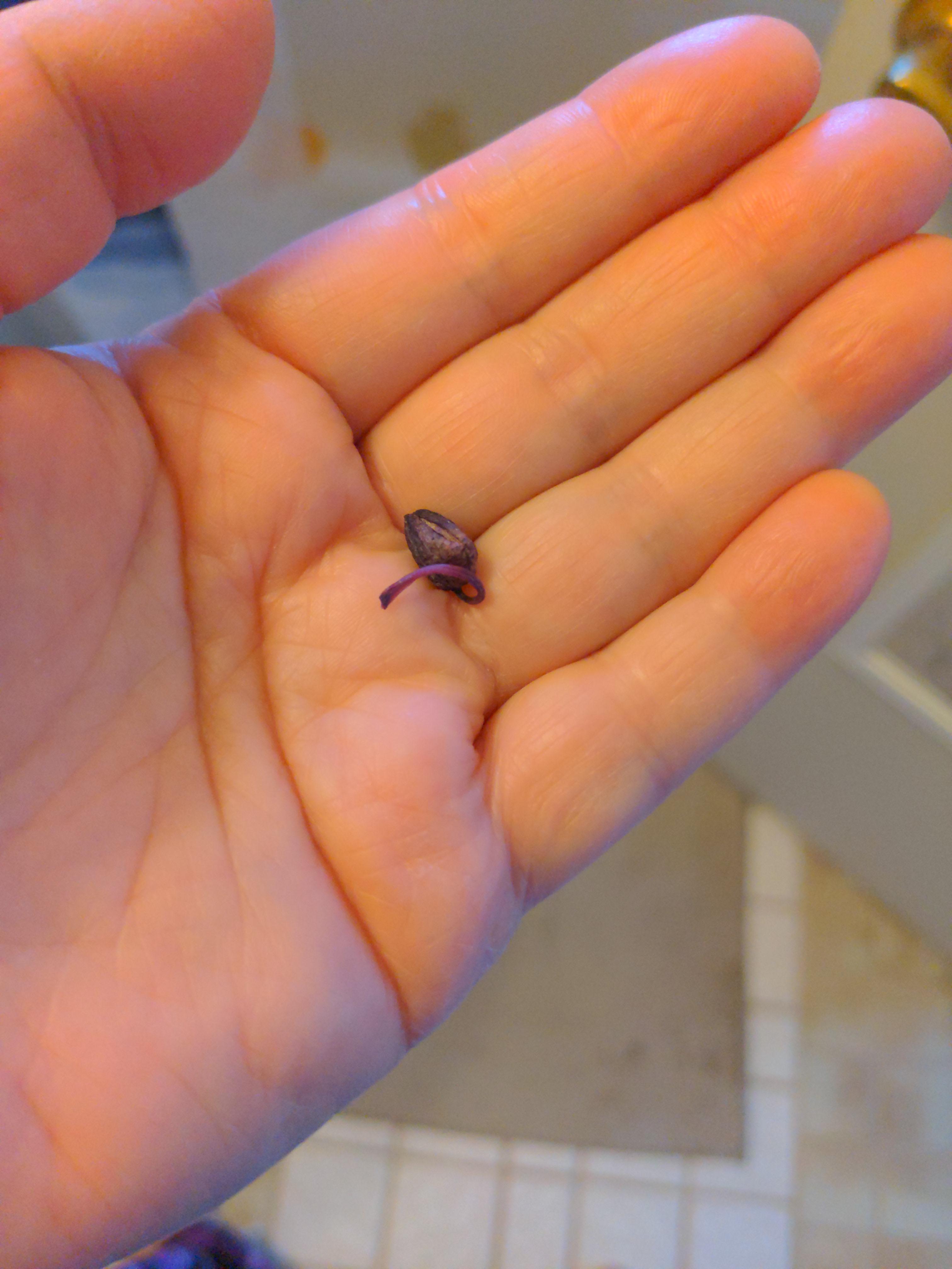 What causes the precious buds to fall off? r/orchids