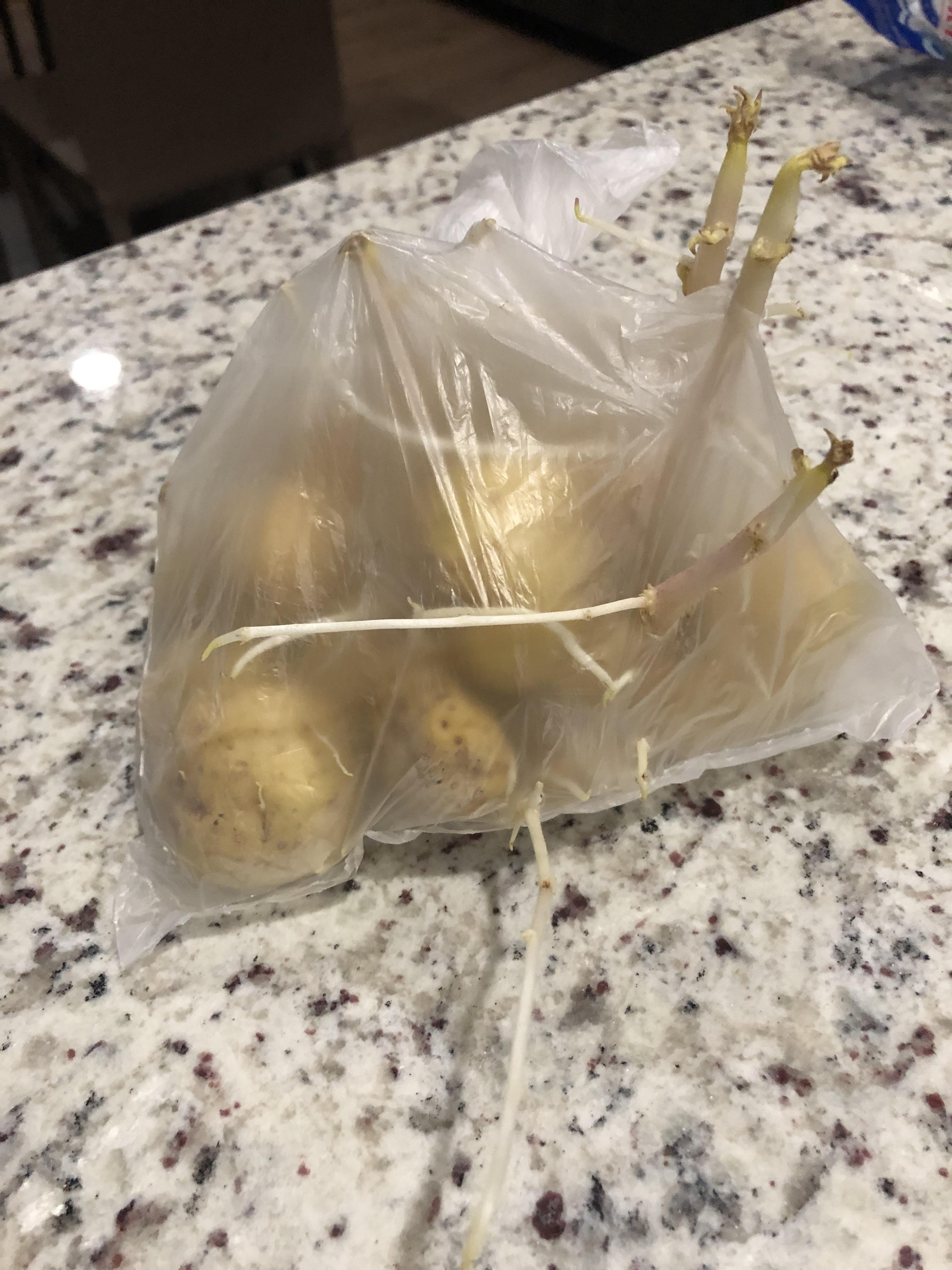 Neglected a bag of potatoes for 4 months in the refrigerator and they