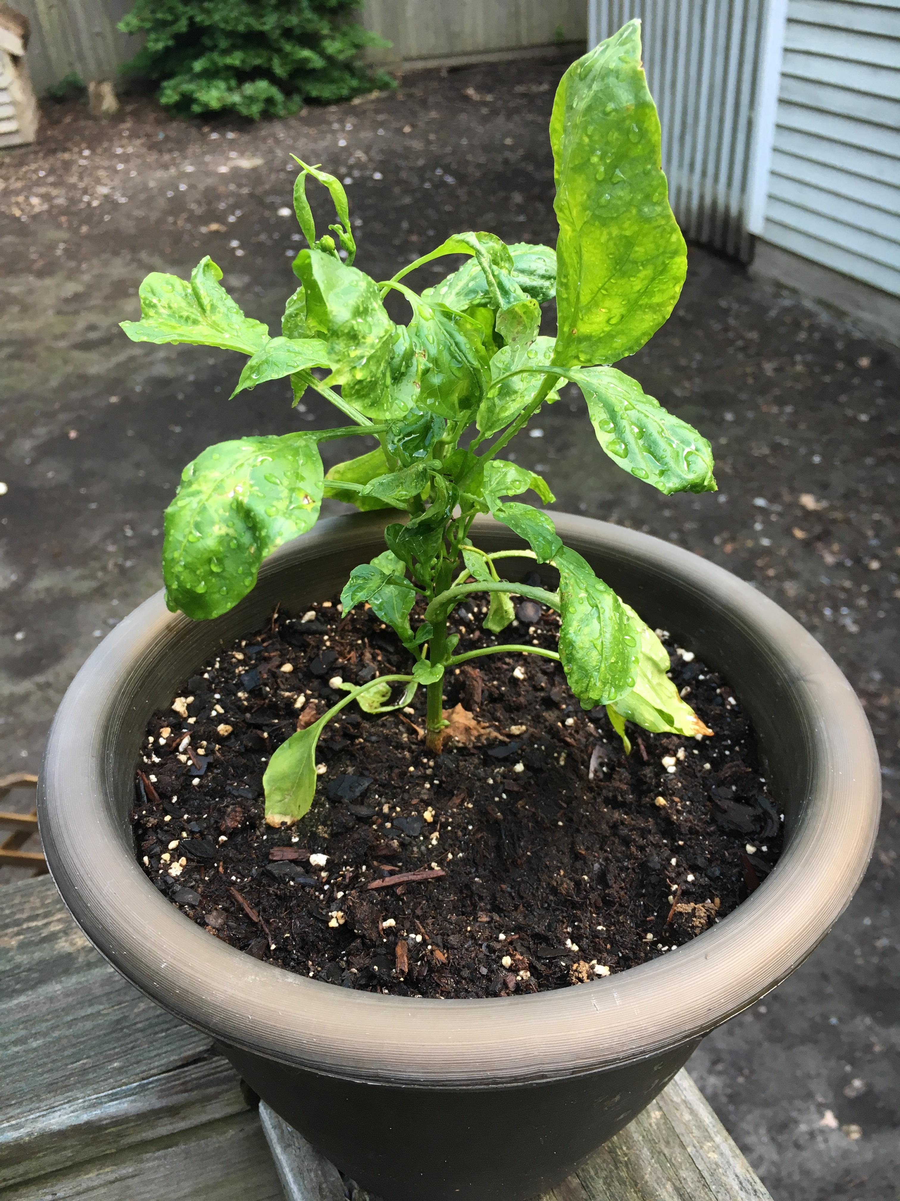 Why is my pepper plant growing like this? I have one more from the same