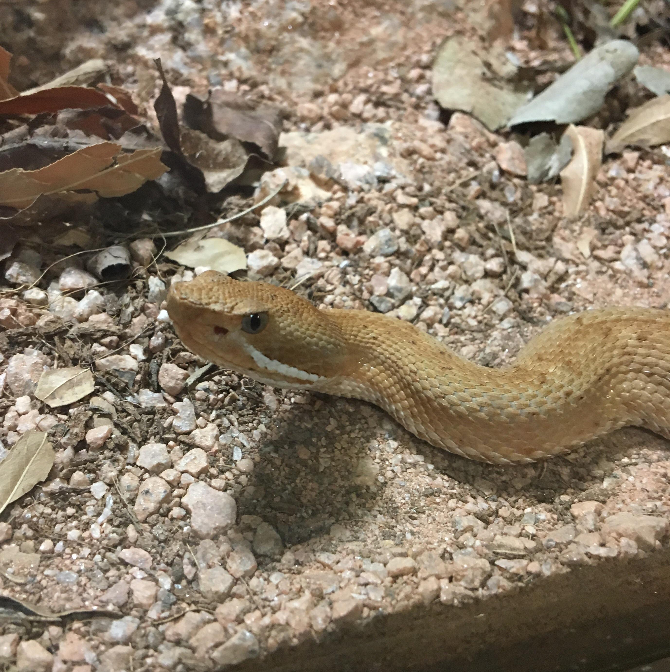 Beautiful ridgenosed rattlesnake seen at the Phoenix zoo r/snakes