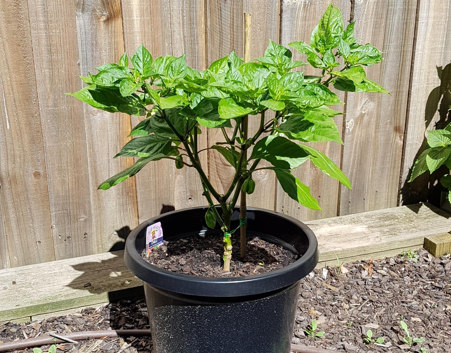 Trinidad 7 pot brain strain is progressing nicely! r/HotPeppers
