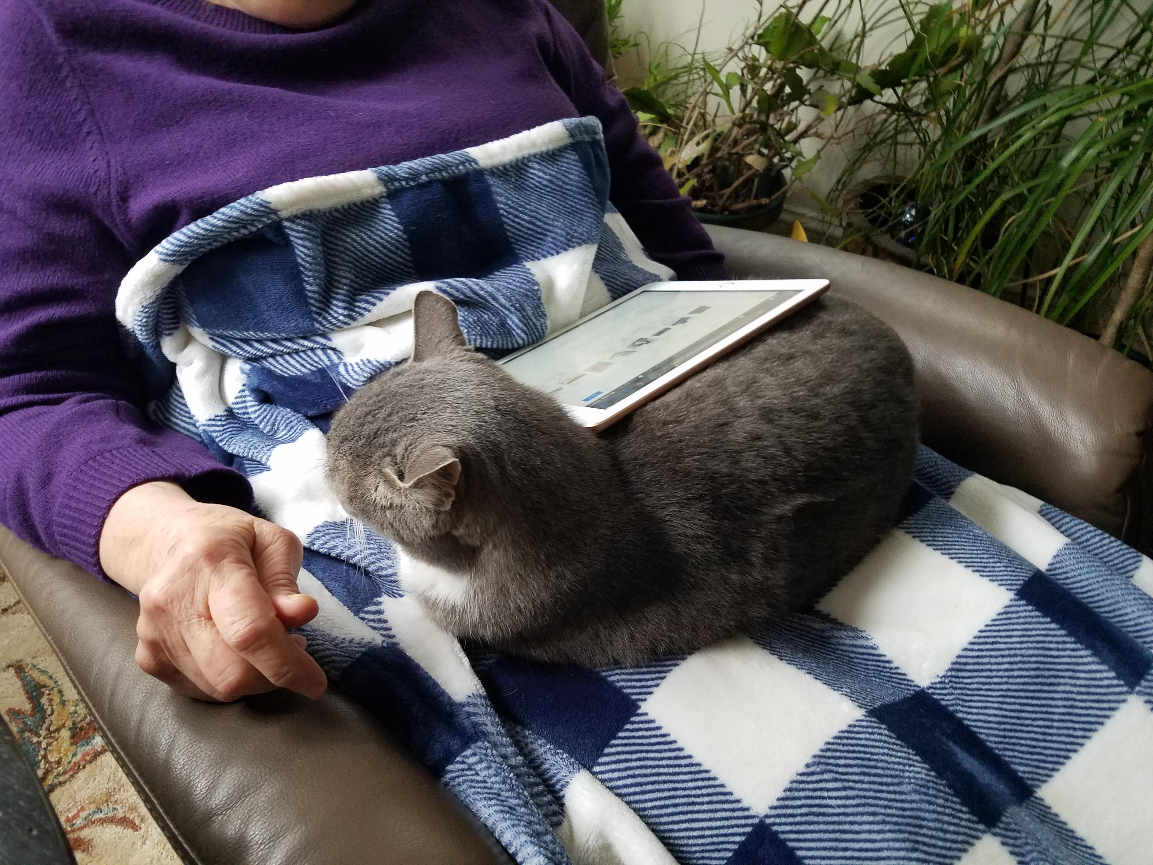 My mom employs our cat to be the tablet stand. Catswithjobs