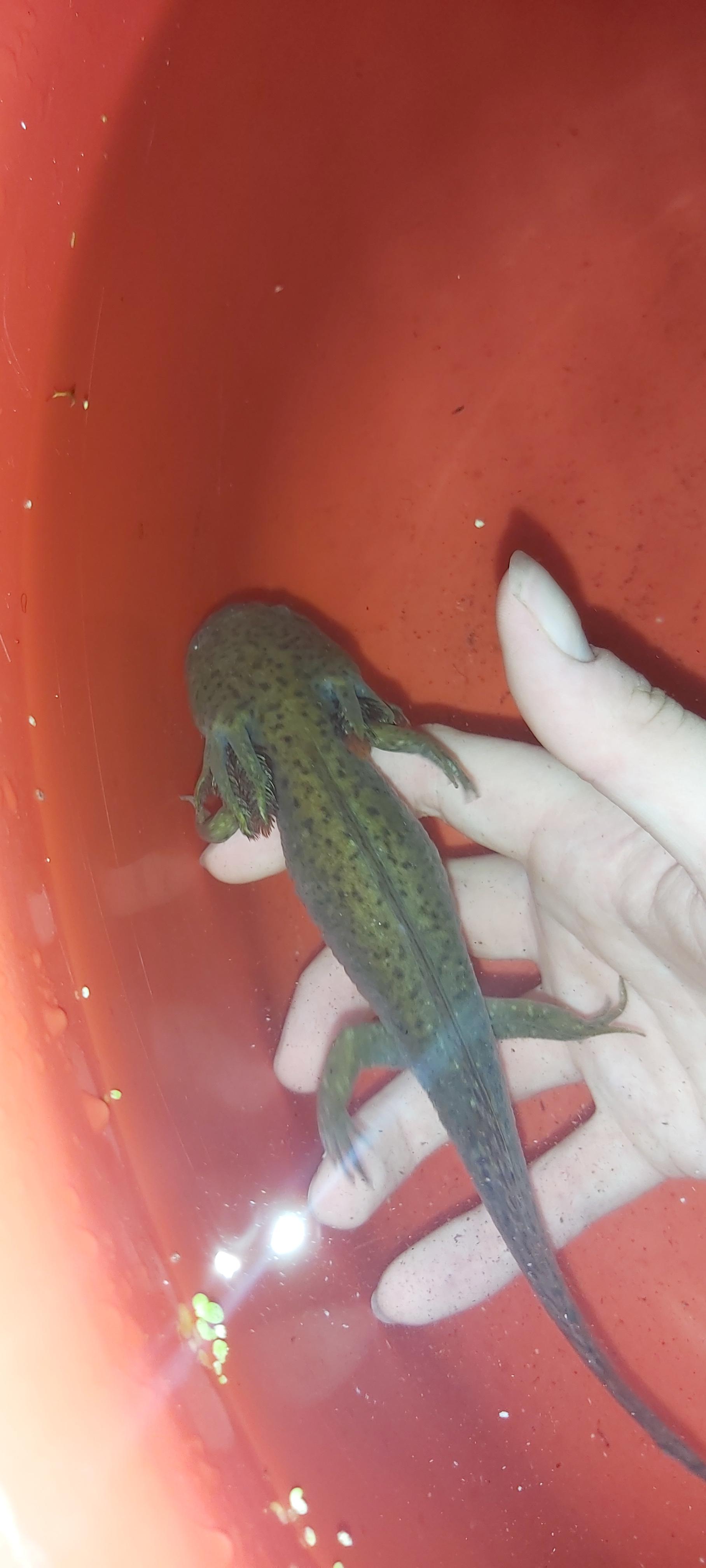 Quick question, have an axolotl in an quarantine tub for almost 4 weeks