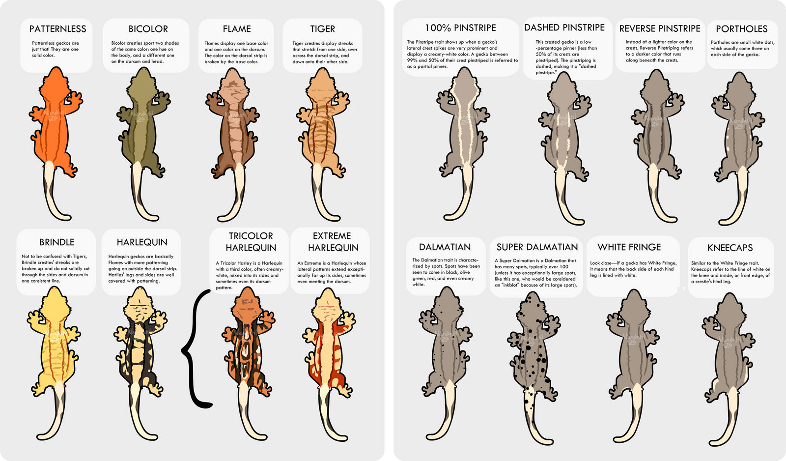 A brief guide to crested gecko morphs : r/HelpMyHusbandry