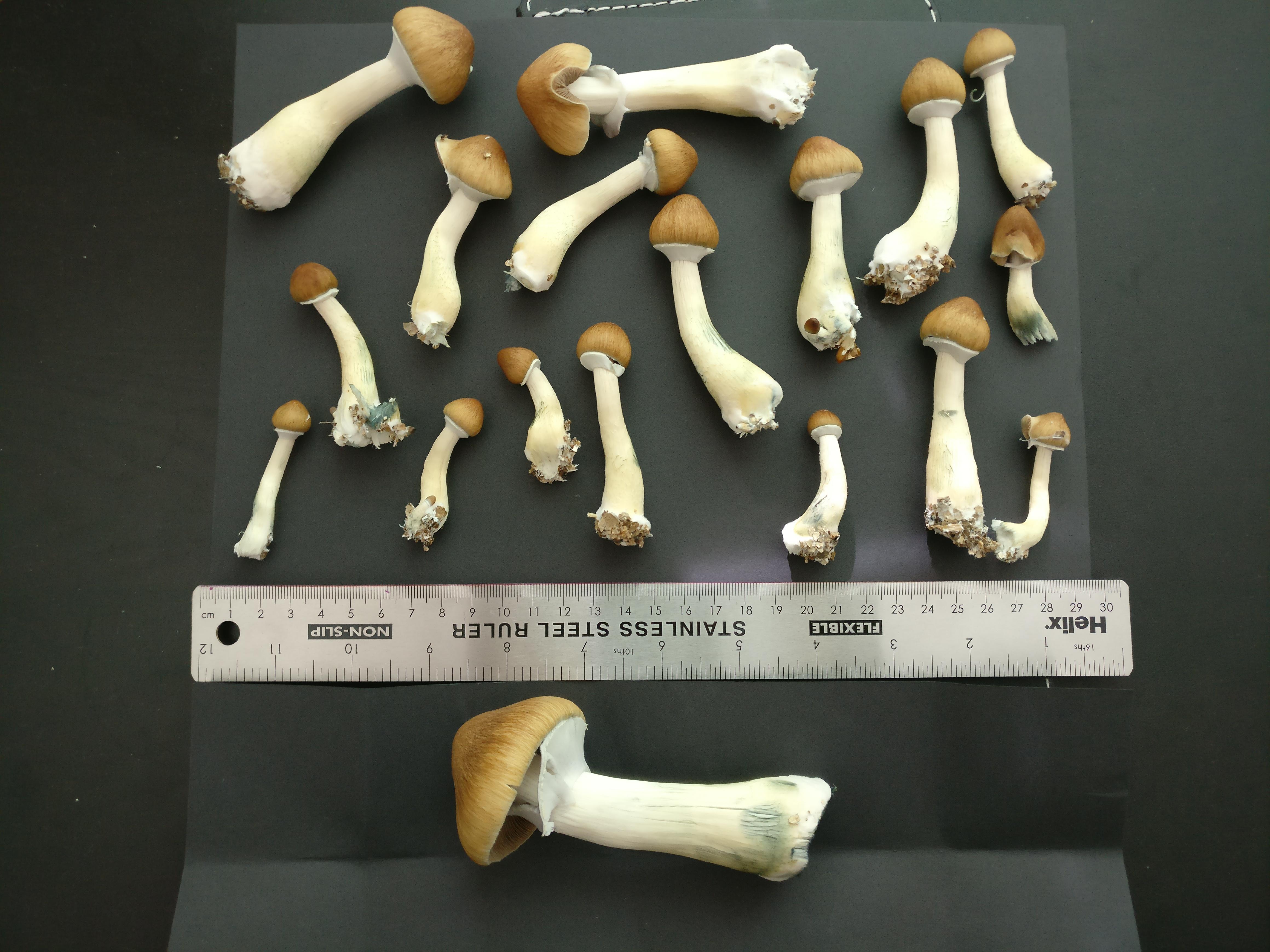 Today's harvest! r/shrooms