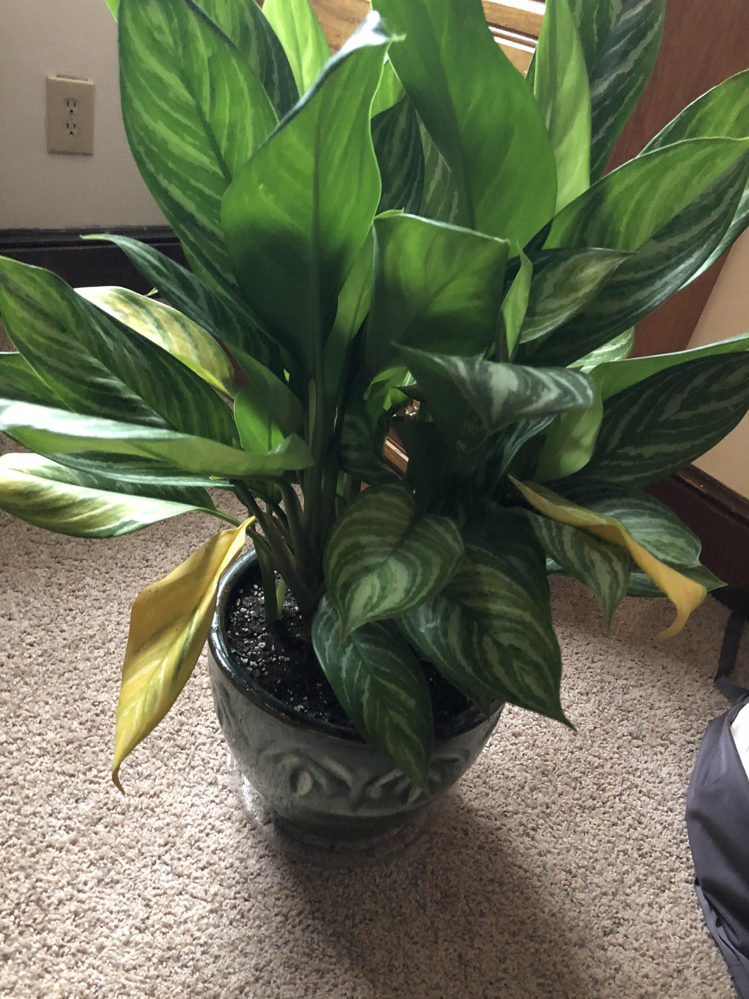Chinese Evergreen started yellowing ( Please help