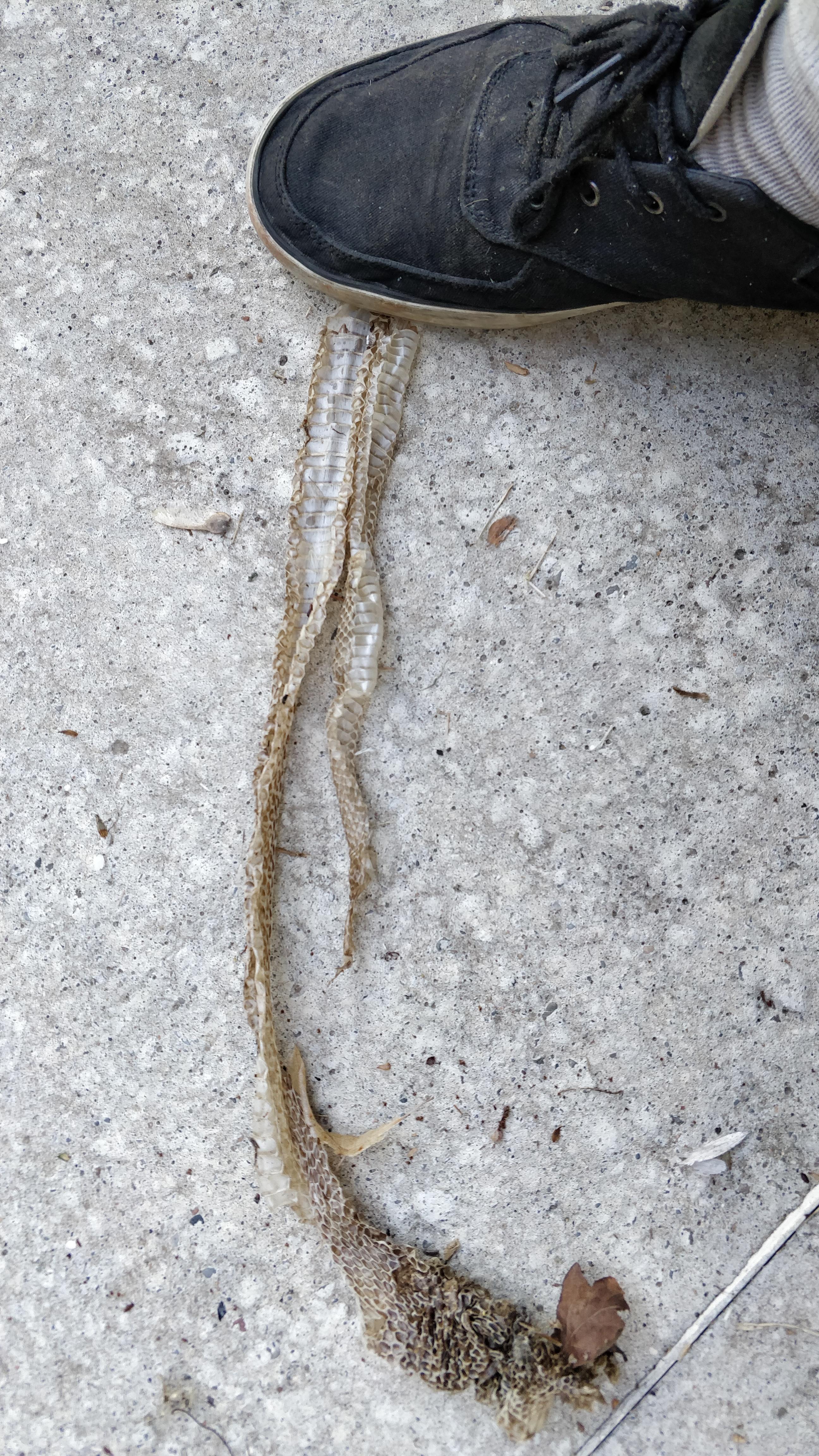 Found this snake skin at my parent's house in the south west of France