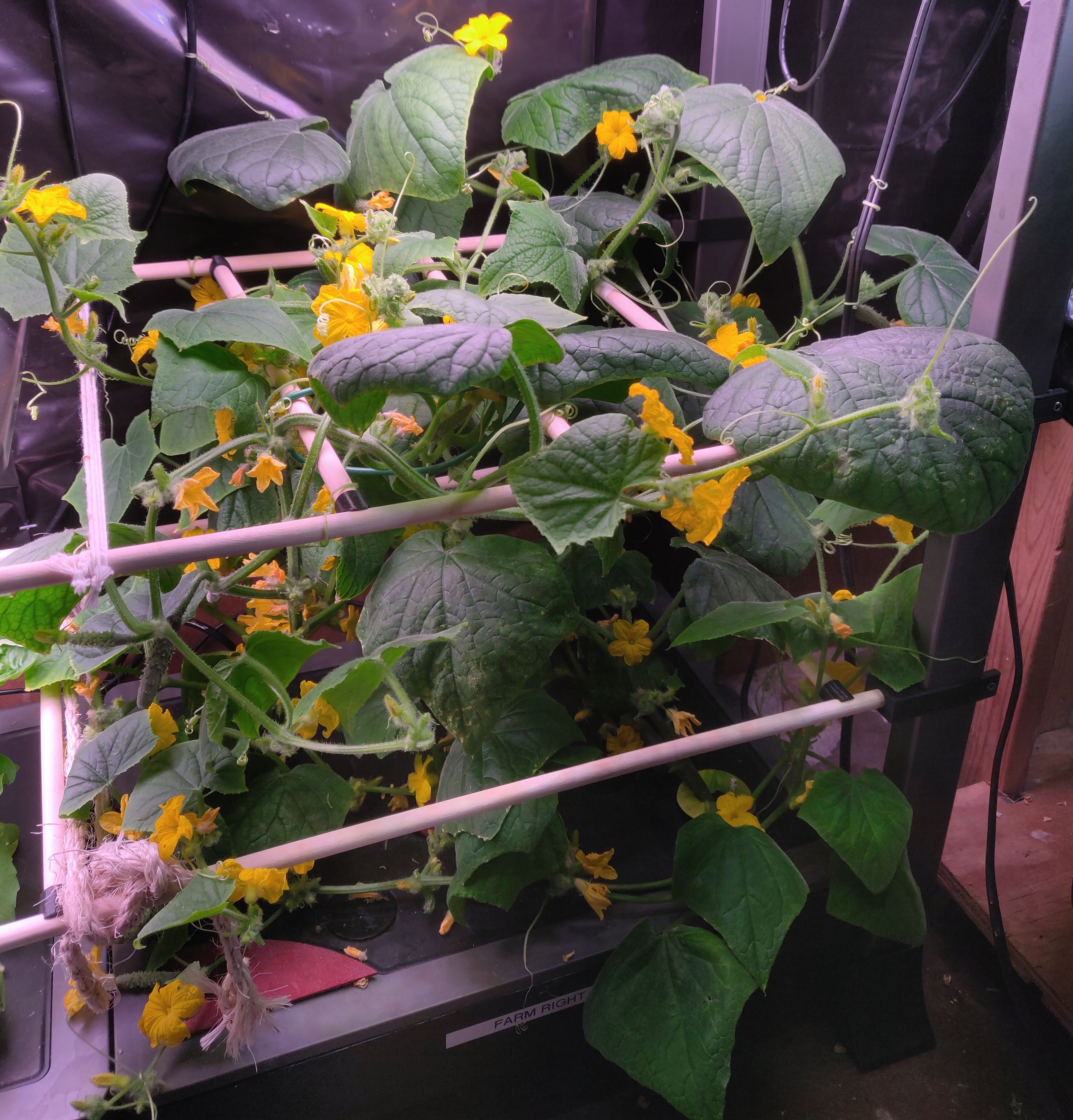 Success finally! aerogarden