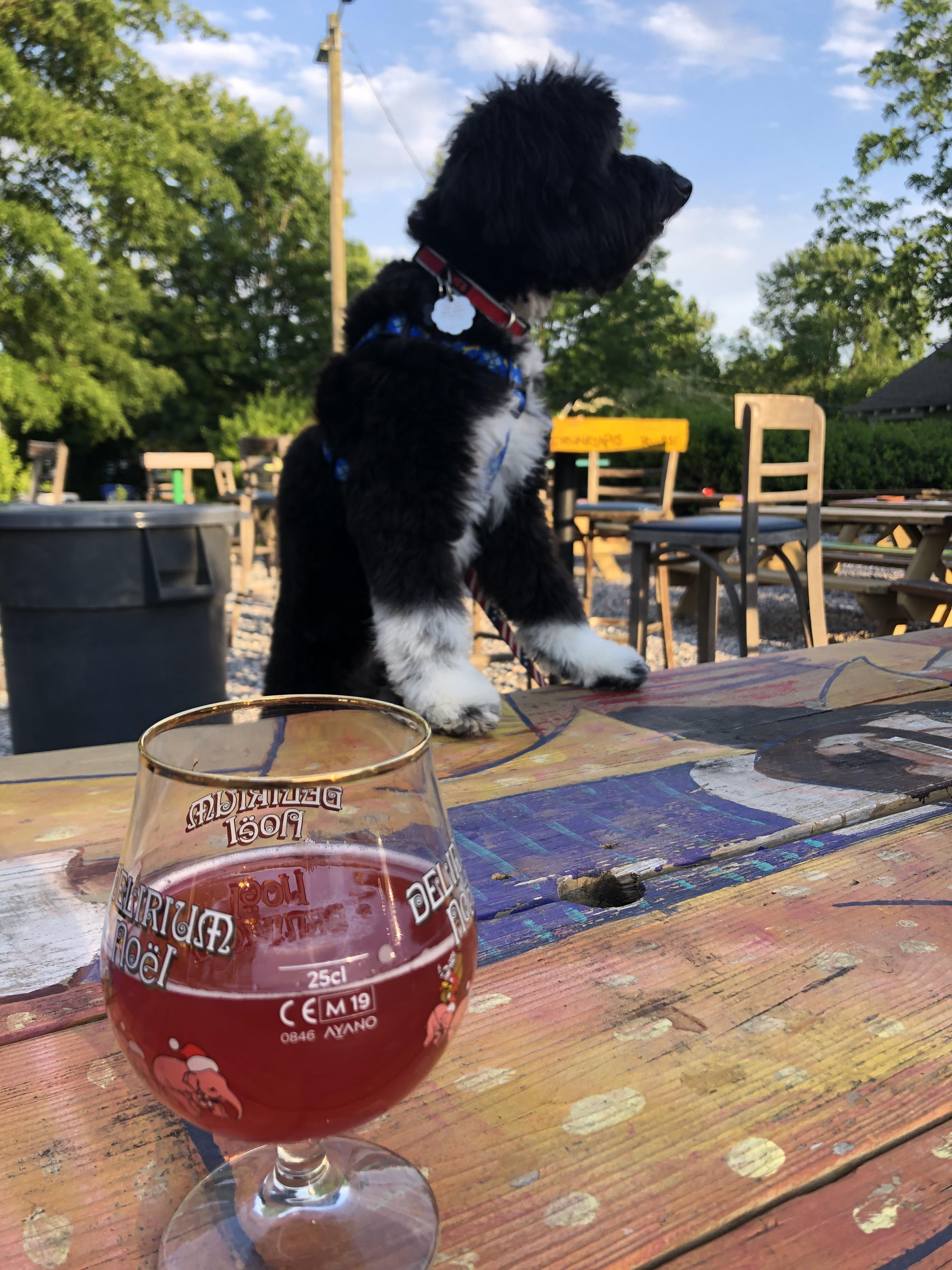 Sours and sunshine with the pup ! That’s Hi Wire Brewery’s Sour Cherry