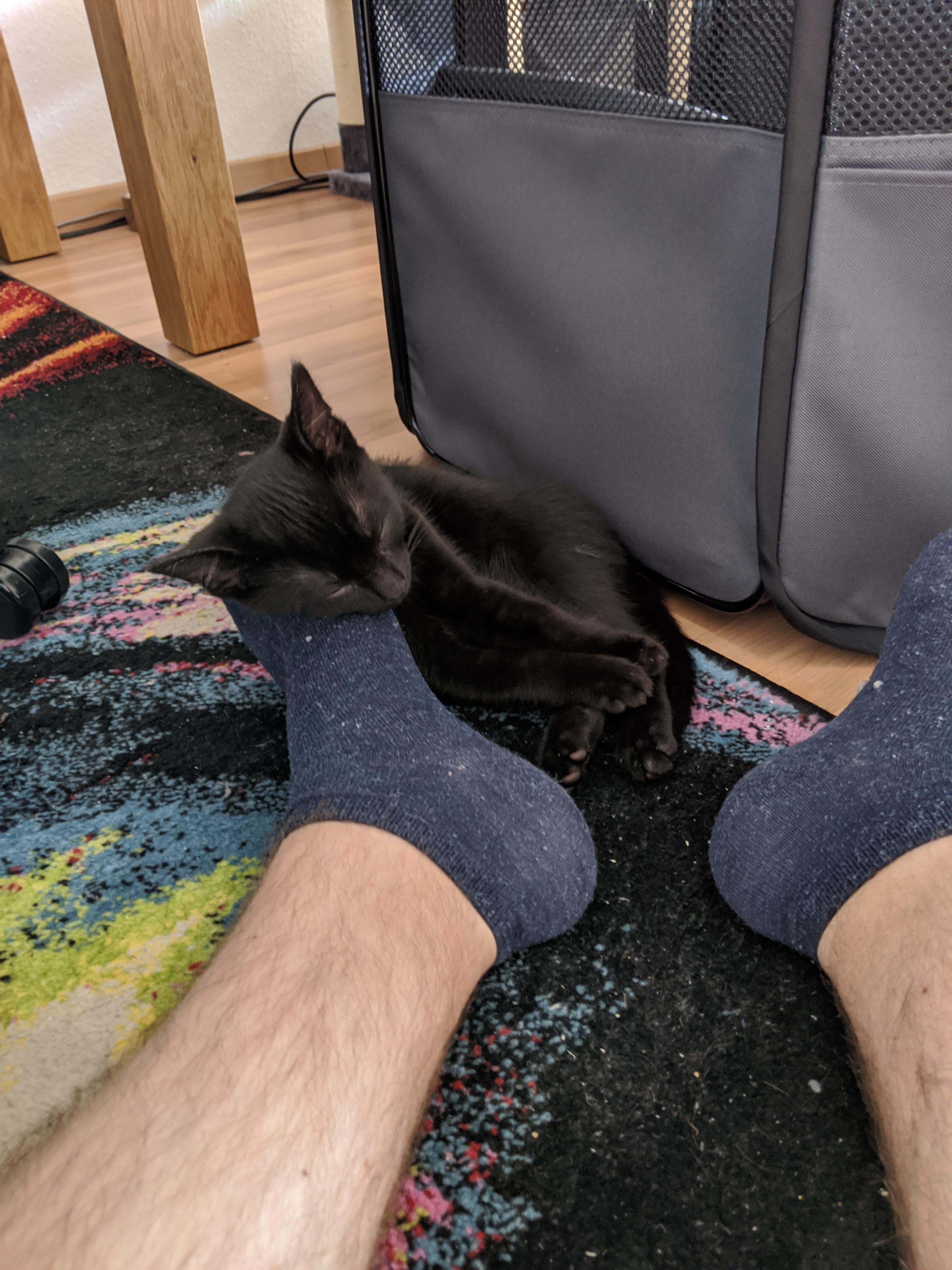 This little Guy fell asleep in my foot... Guess he has to go behind